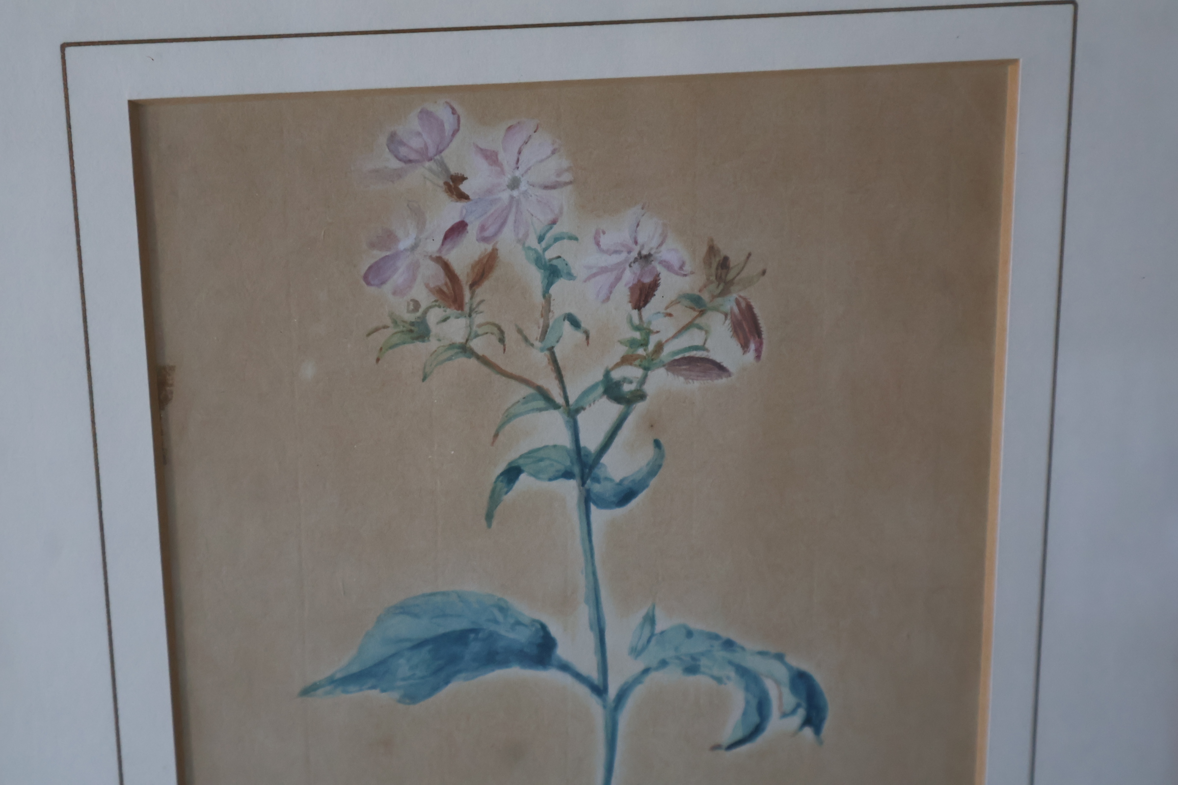 Ingelijste botanische aquarel'' – foto 6 – kavel bij GSD Auctions, Zoeterwoude