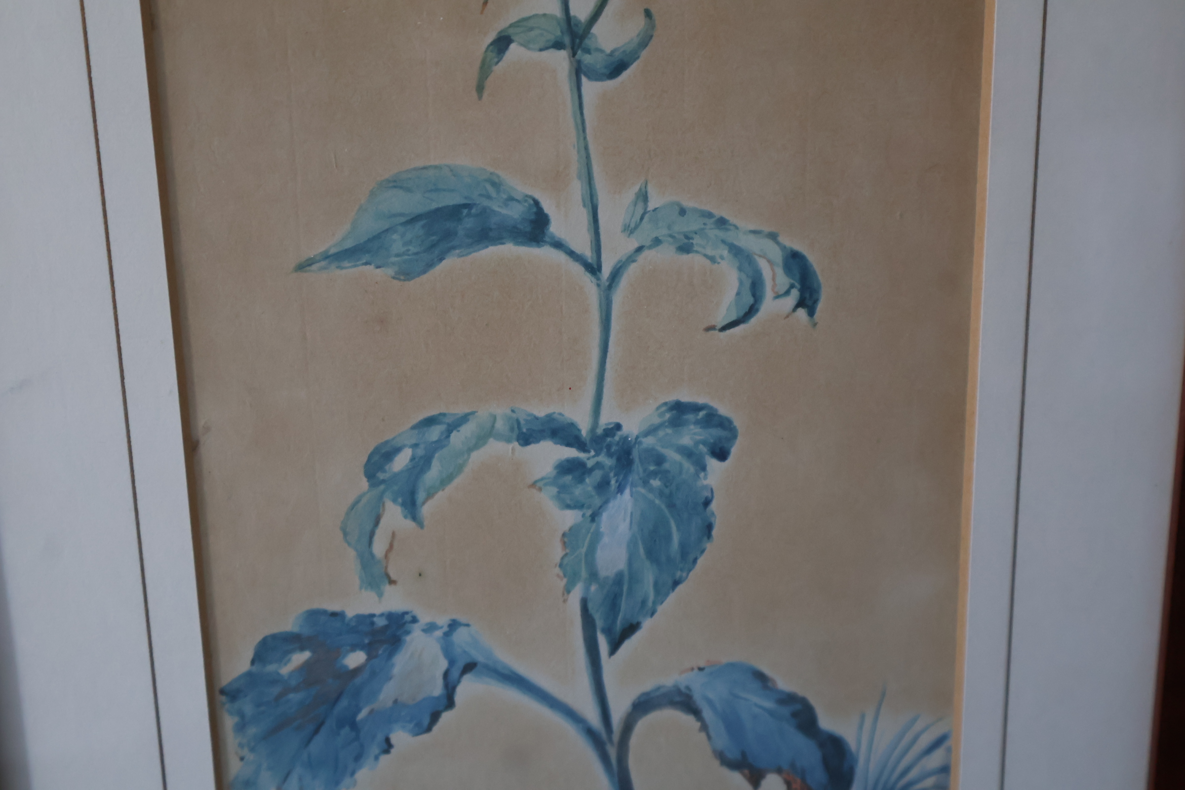 Ingelijste botanische aquarel'' – foto 7 – kavel bij GSD Auctions, Zoeterwoude