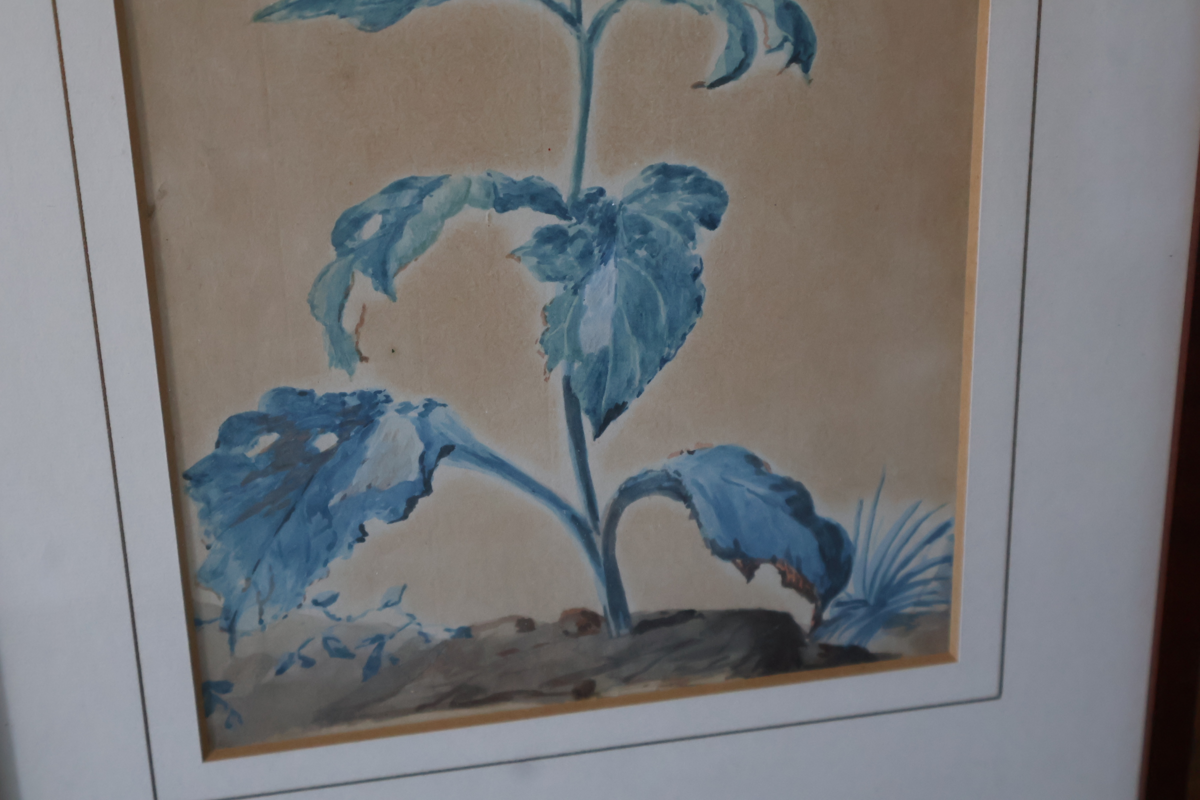 Ingelijste botanische aquarel'' – foto 8 – kavel bij GSD Auctions, Zoeterwoude