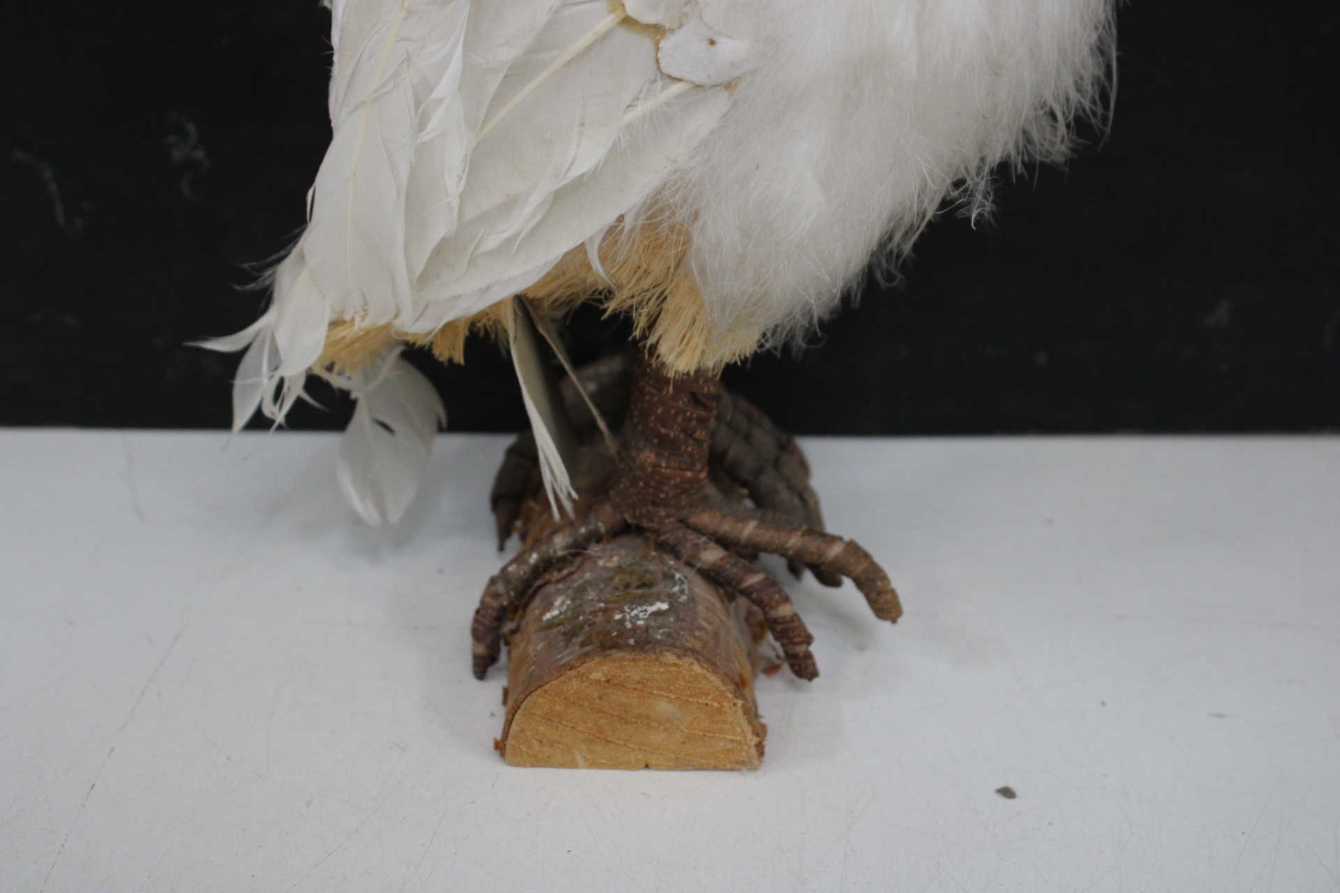 Decoratieve uil'' – foto 5 – kavel bij GSD Auctions, Zoeterwoude