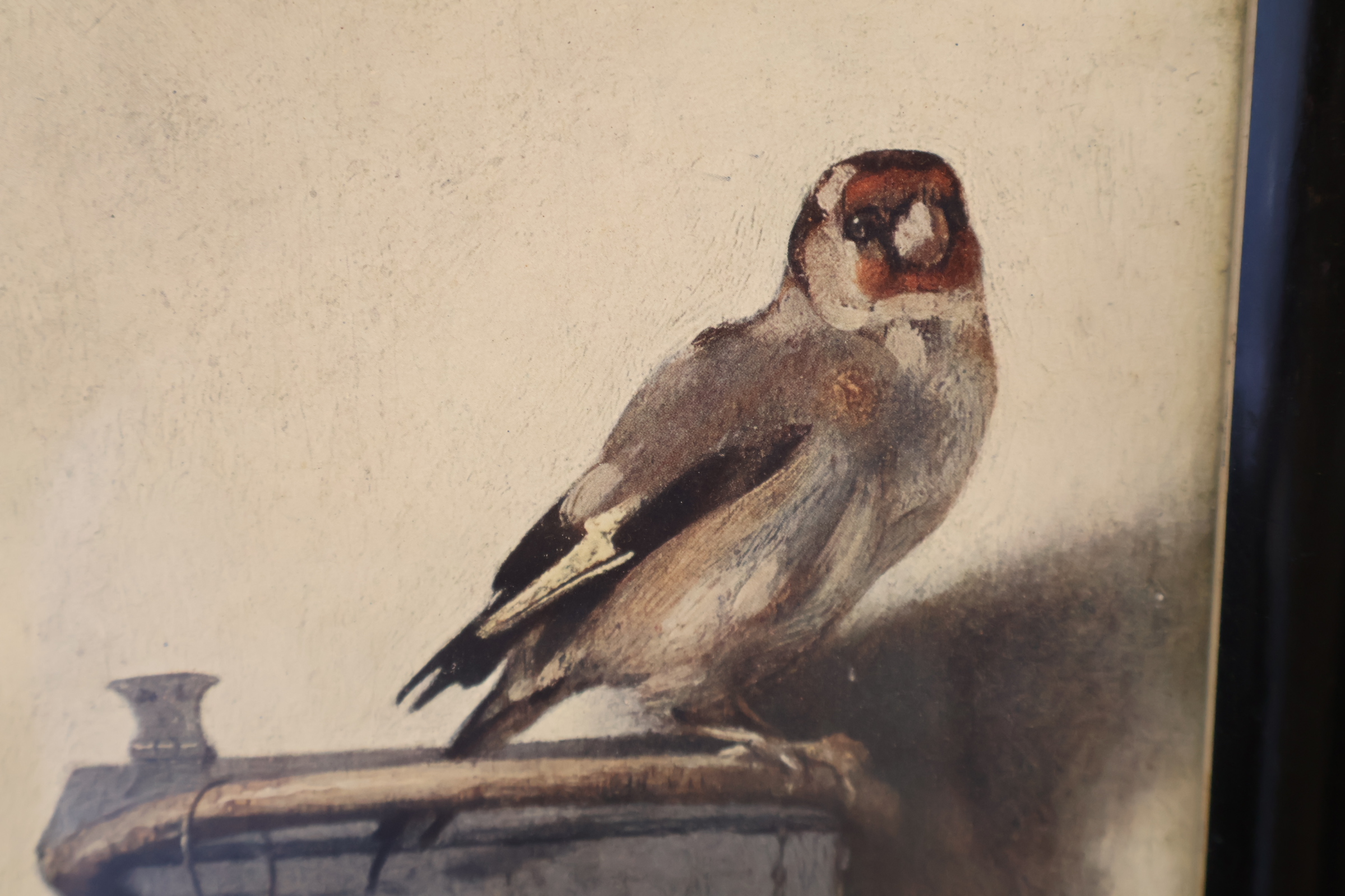 Ingelijste schilderij van een Europese goudvink – foto 7 – kavel bij GSD Auctions, Zoeterwoude