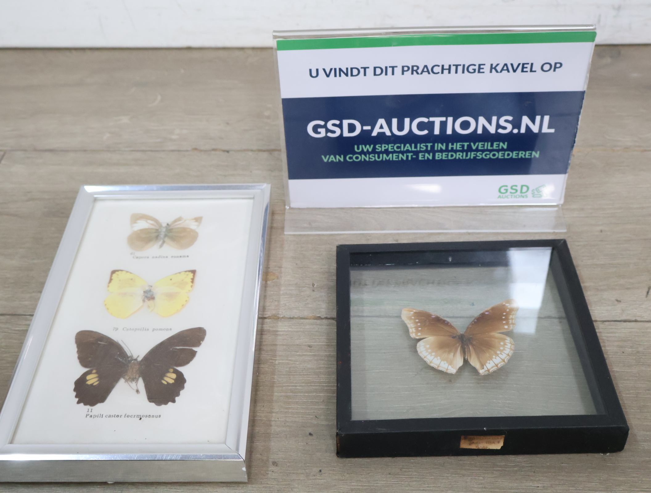 Ingelijste vlinderexemplaren – kavel bij GSD Auctions, Zoeterwoude