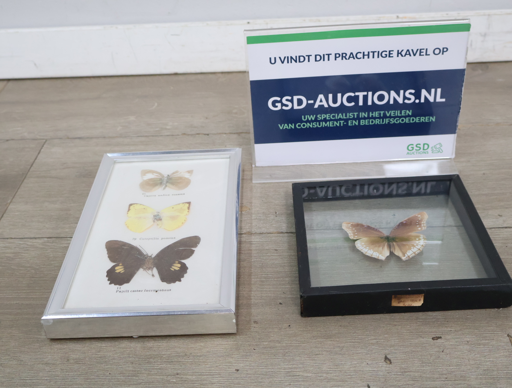 Ingelijste vlinderexemplaren – foto 2 – kavel bij GSD Auctions, Zoeterwoude