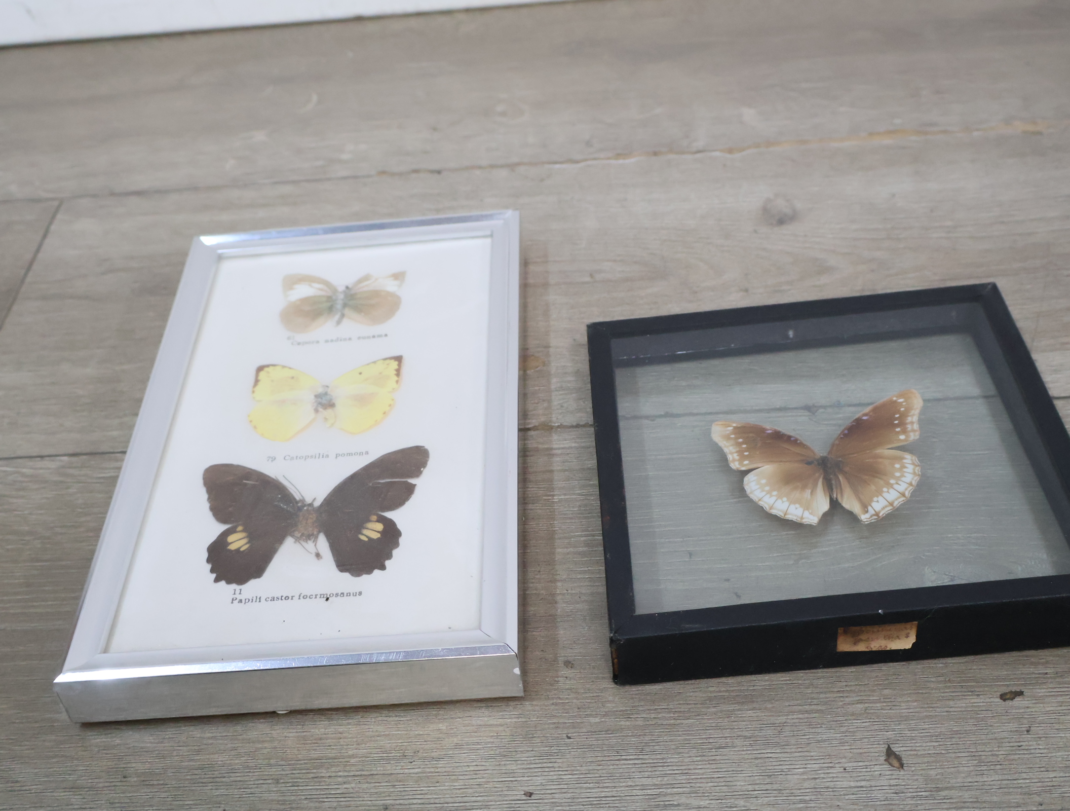 Ingelijste vlinderexemplaren – foto 3 – kavel bij GSD Auctions, Zoeterwoude