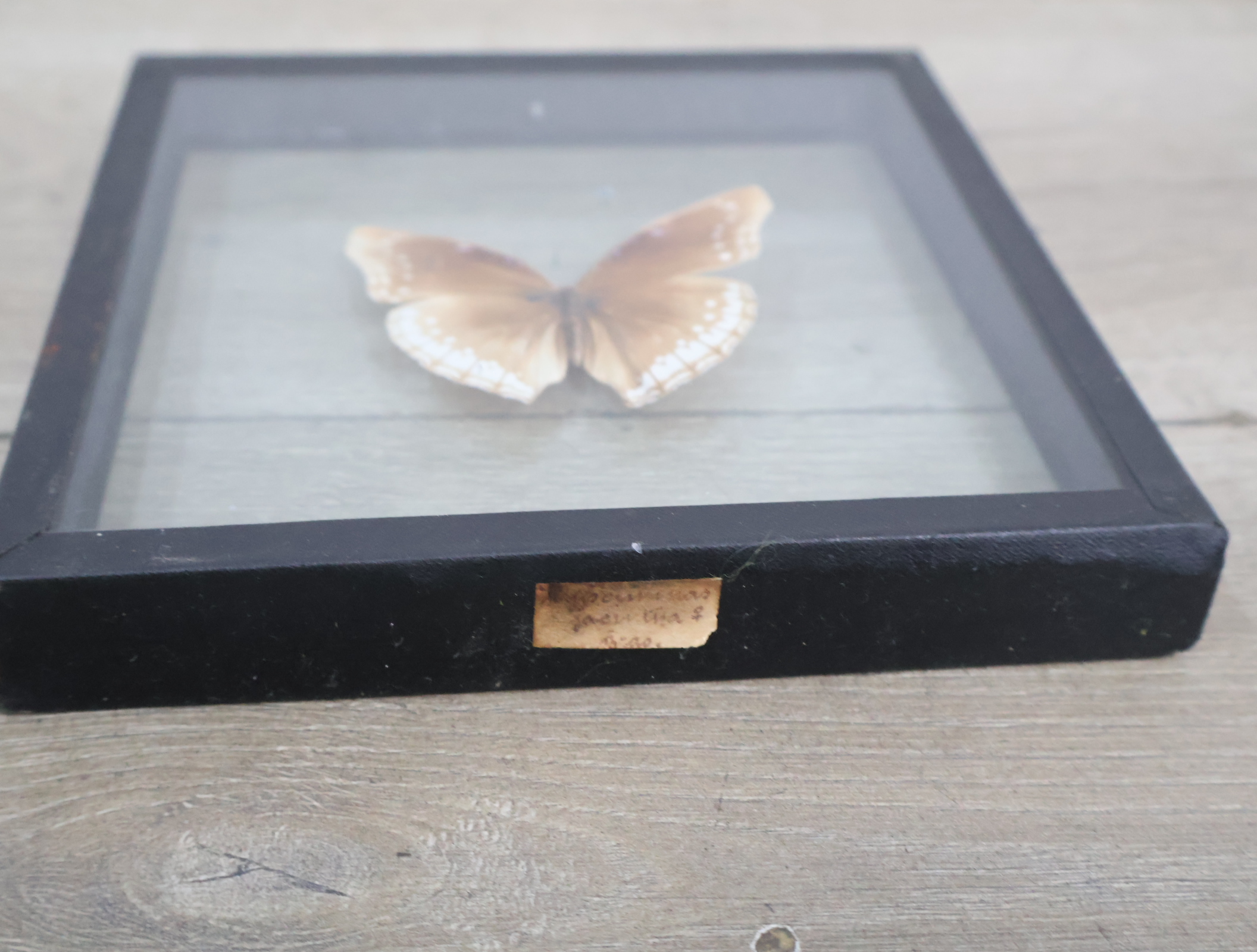 Ingelijste vlinderexemplaren – foto 4 – kavel bij GSD Auctions, Zoeterwoude