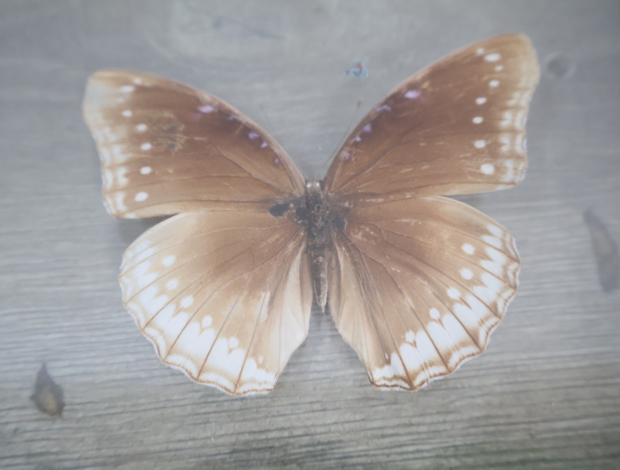 Ingelijste vlinderexemplaren – foto 5 – kavel bij GSD Auctions, Zoeterwoude