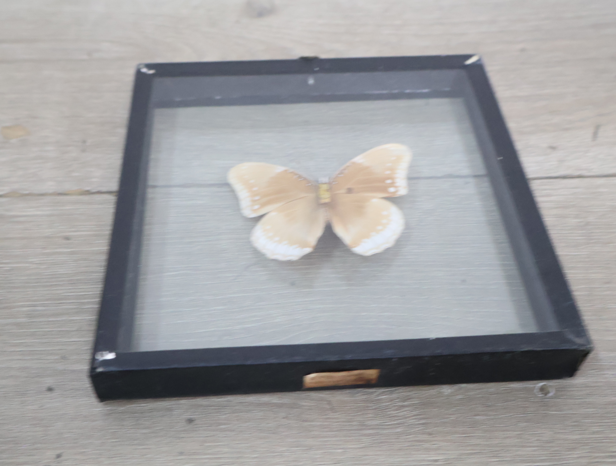 Ingelijste vlinderexemplaren – foto 8 – kavel bij GSD Auctions, Zoeterwoude