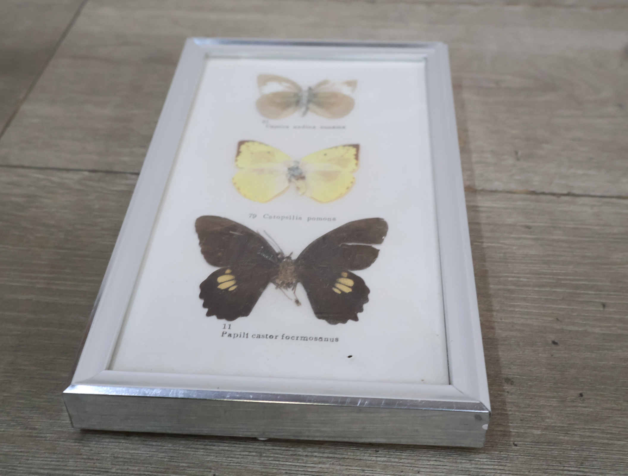 Ingelijste vlinderexemplaren – foto 9 – kavel bij GSD Auctions, Zoeterwoude