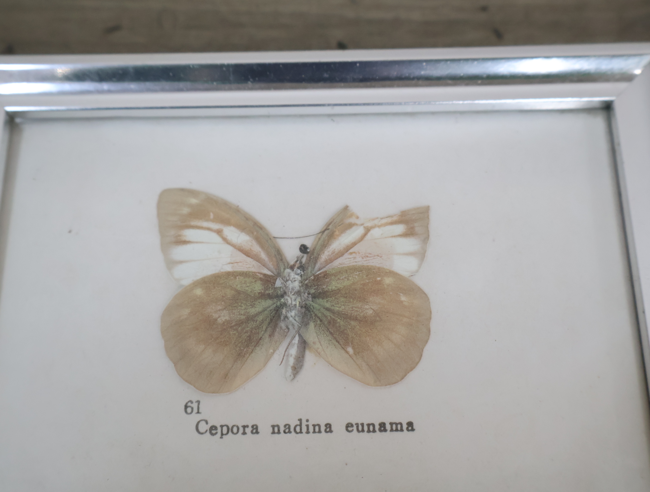 Ingelijste vlinderexemplaren – foto 10 – kavel bij GSD Auctions, Zoeterwoude