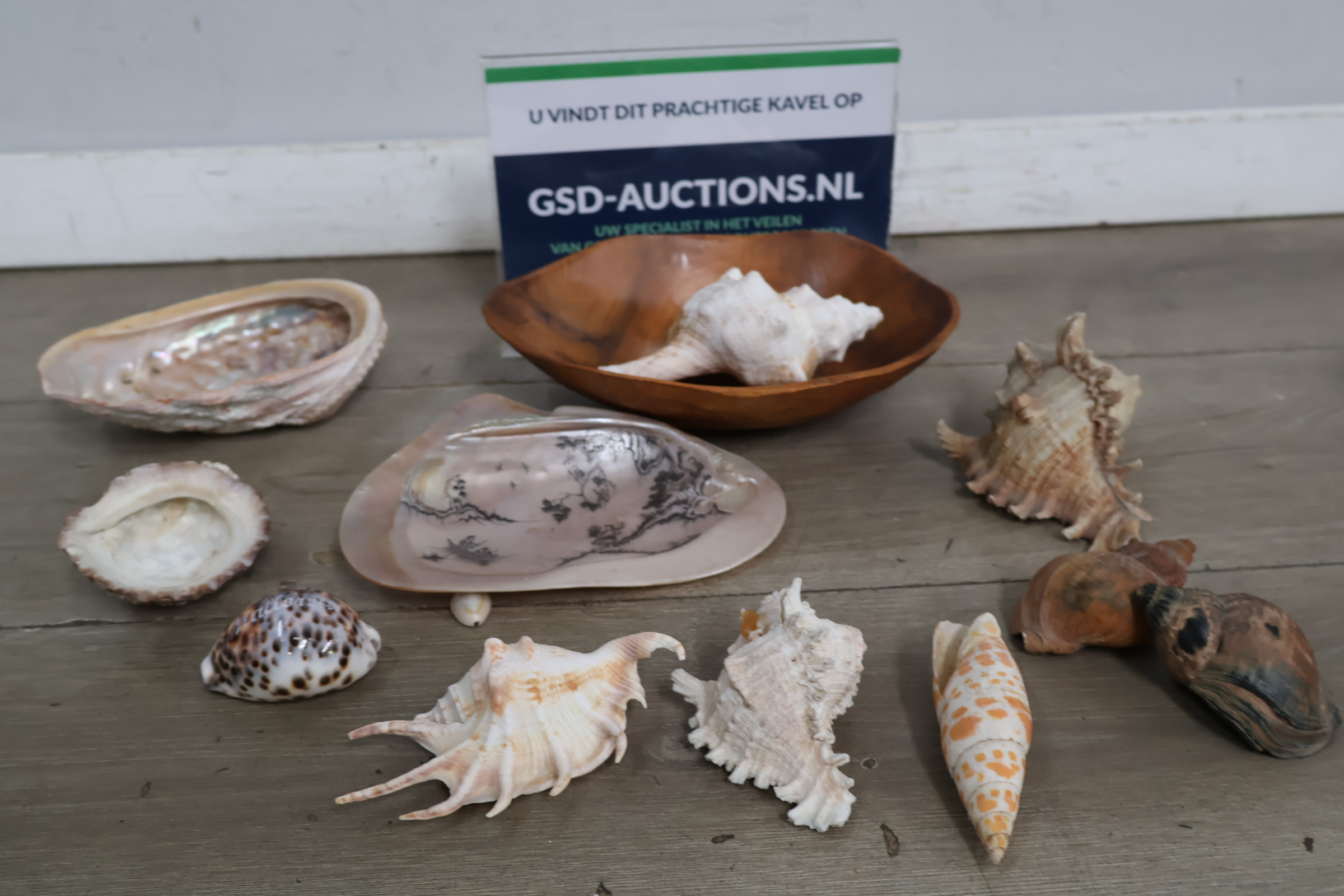 Set van diverse schelpen – kavel bij GSD Auctions, Zoeterwoude