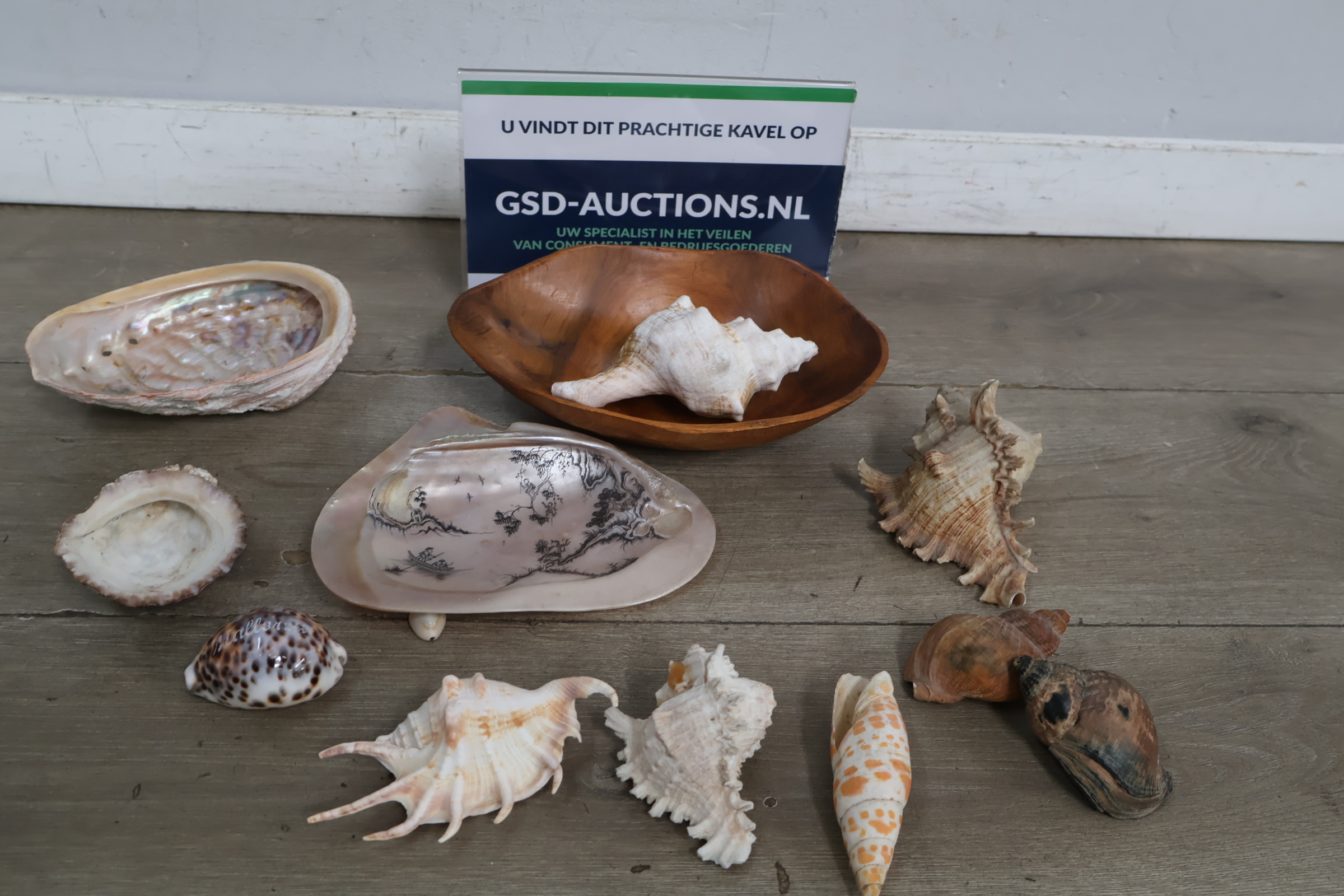 Set van diverse schelpen – foto 2 – kavel bij GSD Auctions, Zoeterwoude