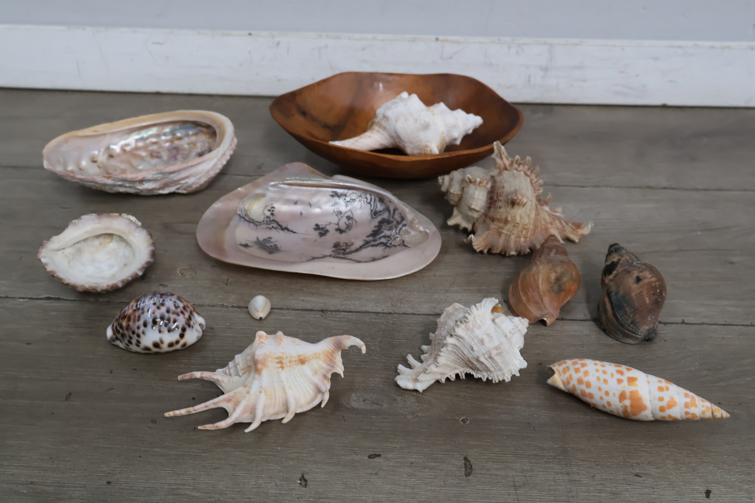 Set van diverse schelpen – foto 3 – kavel bij GSD Auctions, Zoeterwoude
