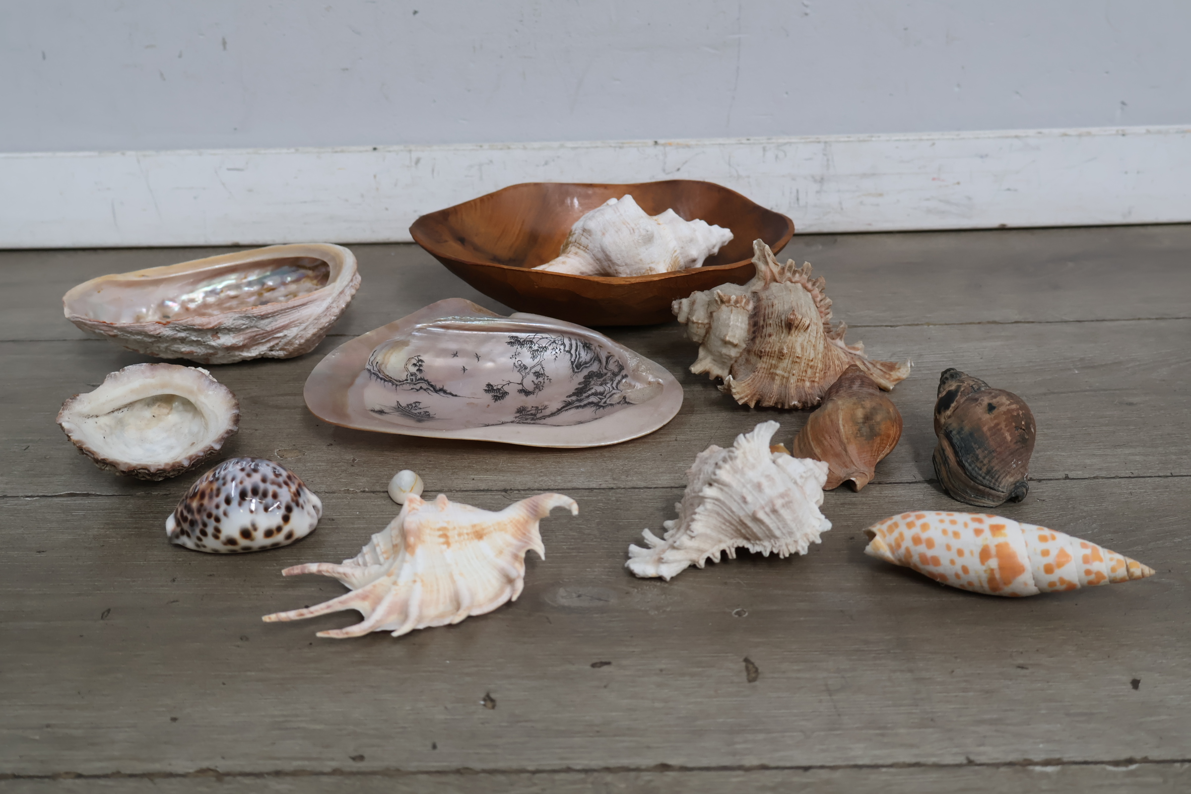 Set van diverse schelpen – foto 4 – kavel bij GSD Auctions, Zoeterwoude