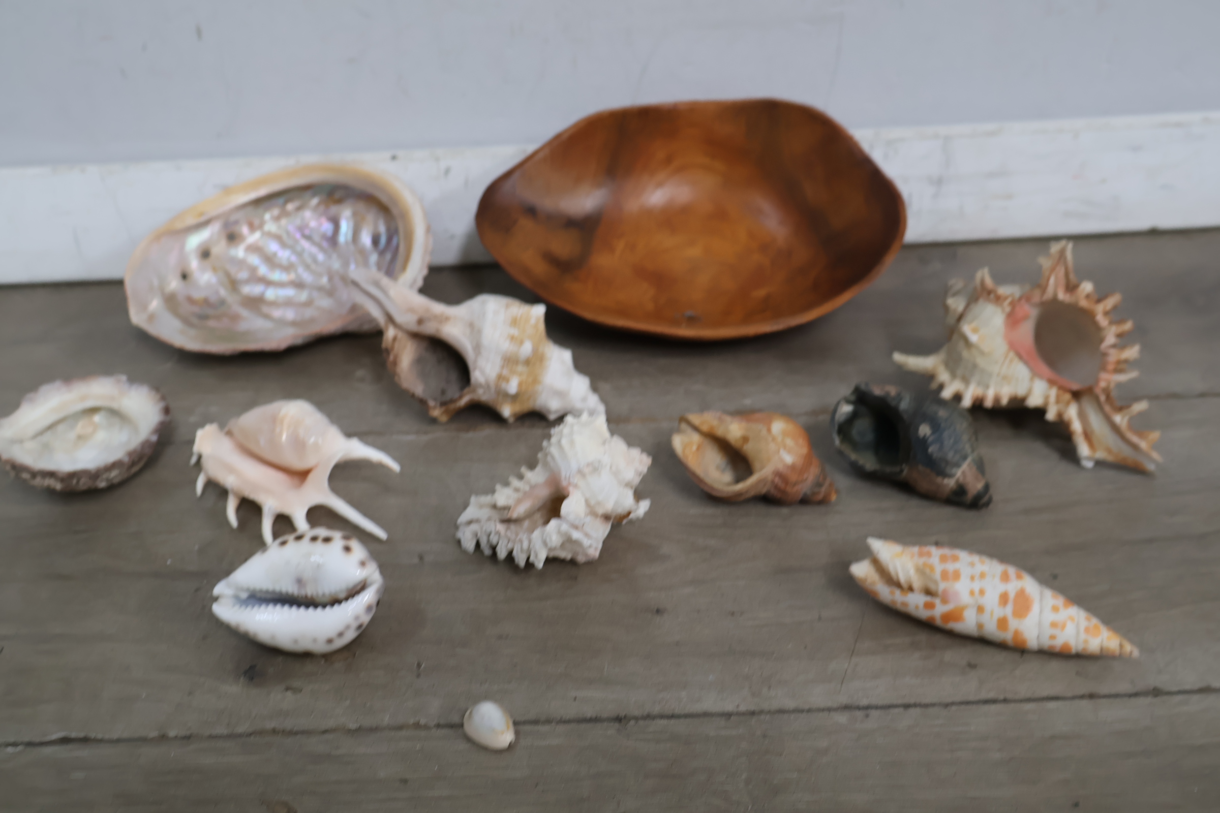 Set van diverse schelpen – foto 7 – kavel bij GSD Auctions, Zoeterwoude