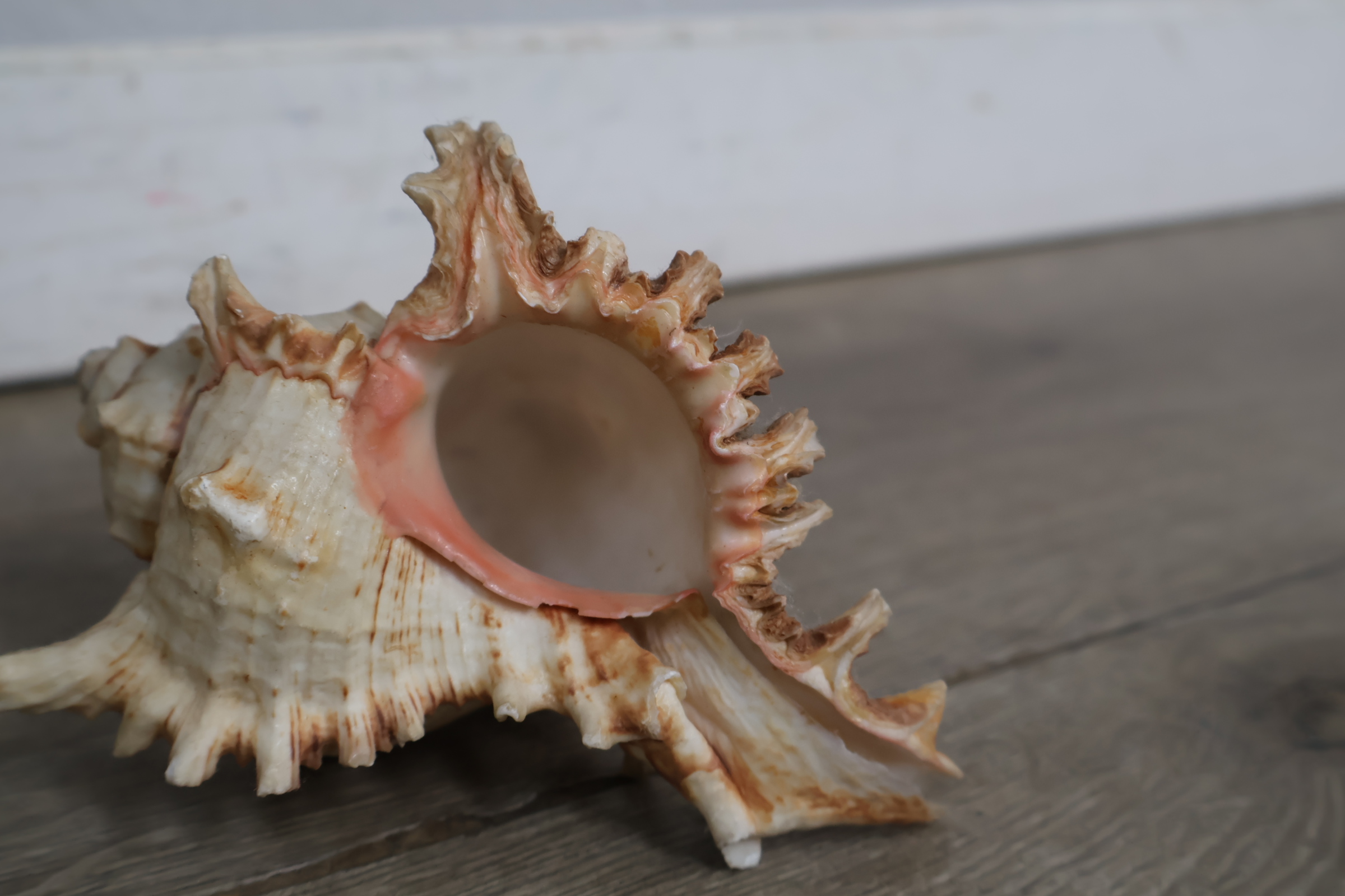 Set van diverse schelpen – foto 8 – kavel bij GSD Auctions, Zoeterwoude