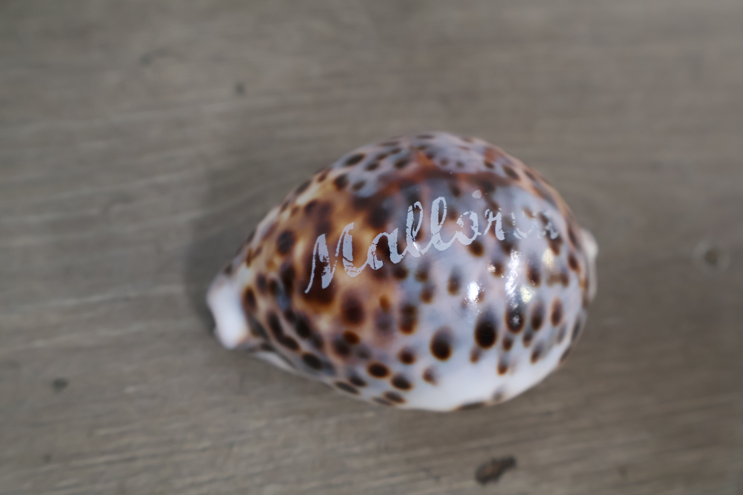 Set van diverse schelpen – foto 10 – kavel bij GSD Auctions, Zoeterwoude