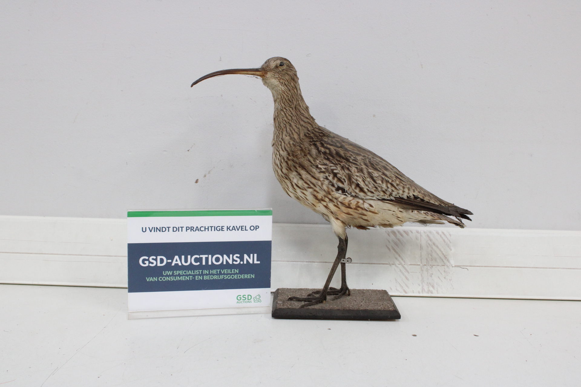 Opgezette vogel met lange snavel – kavel bij GSD Auctions, Zoeterwoude
