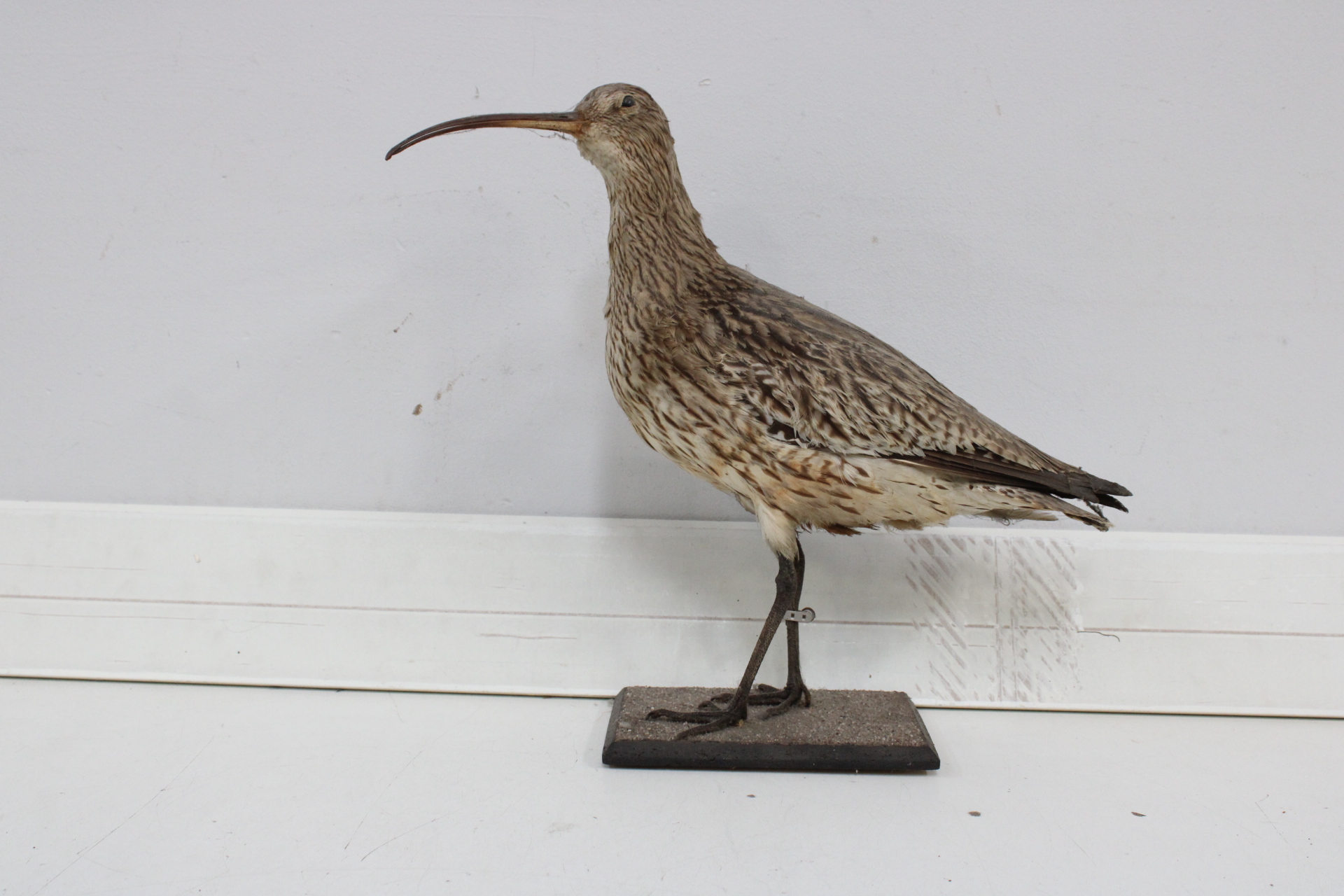 Opgezette vogel met lange snavel – foto 2 – kavel bij GSD Auctions, Zoeterwoude