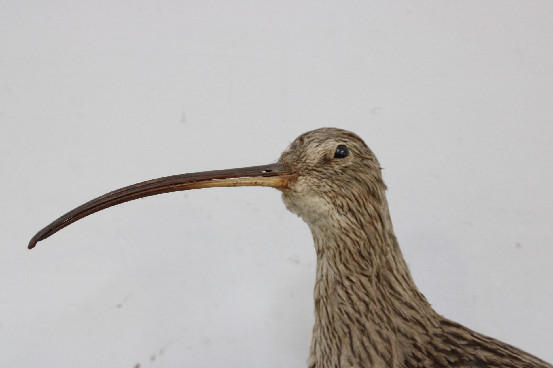 Opgezette vogel met lange snavel – foto 3 – kavel bij GSD Auctions, Zoeterwoude