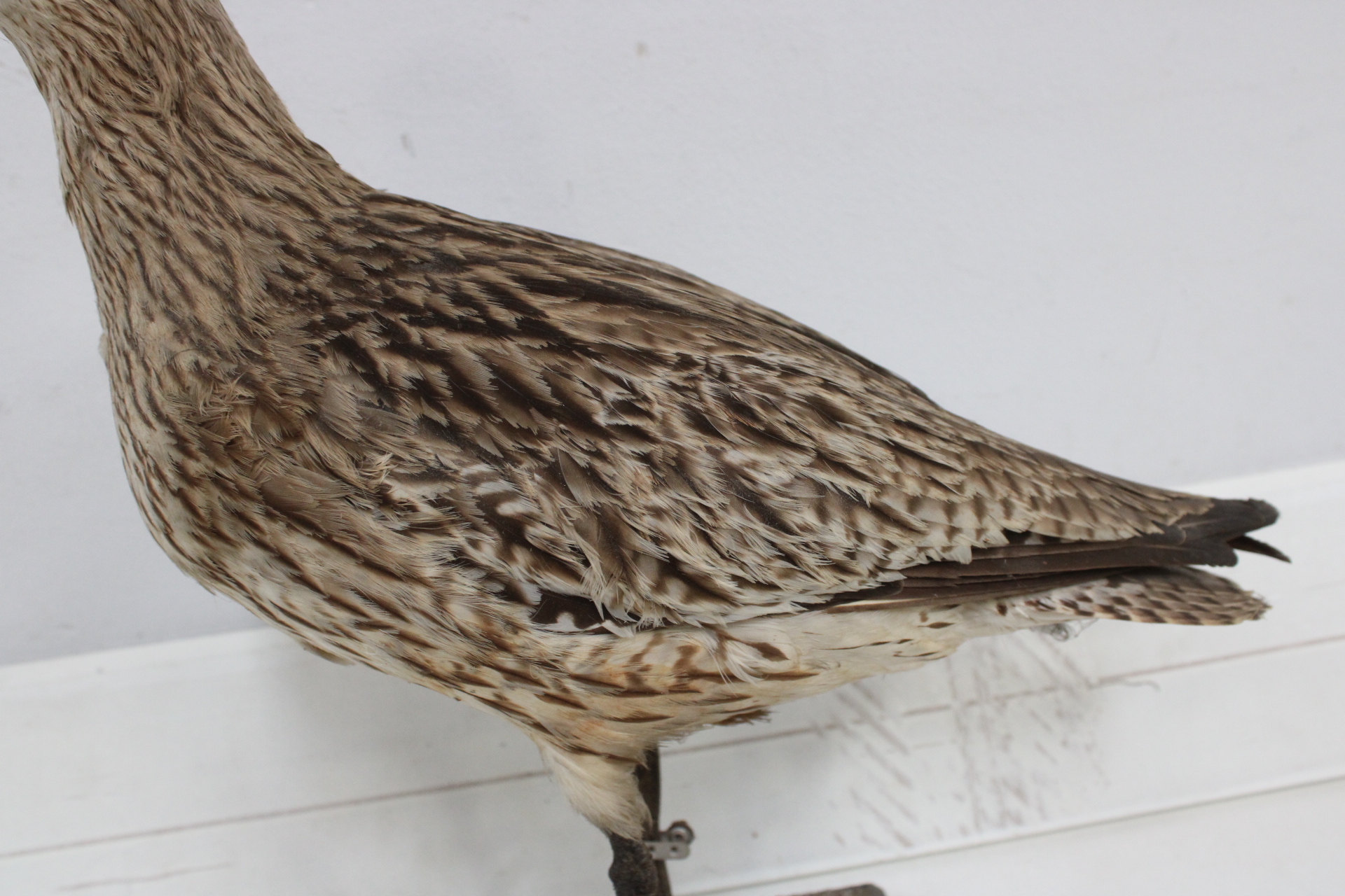 Opgezette vogel met lange snavel – foto 4 – kavel bij GSD Auctions, Zoeterwoude