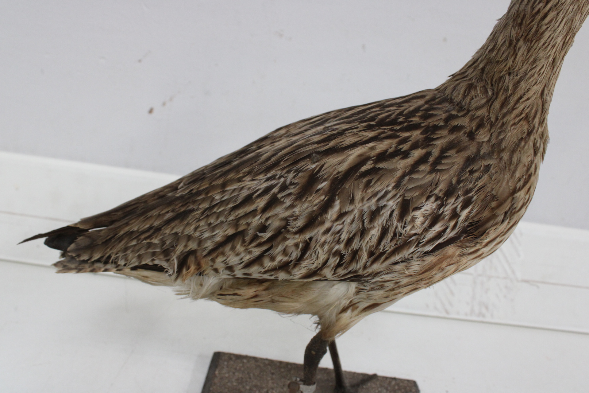 Opgezette vogel met lange snavel – foto 5 – kavel bij GSD Auctions, Zoeterwoude