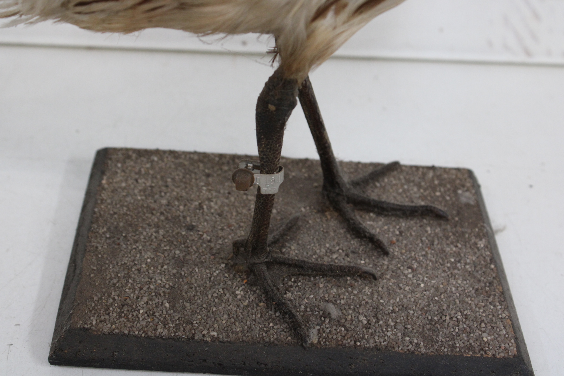 Opgezette vogel met lange snavel – foto 6 – kavel bij GSD Auctions, Zoeterwoude