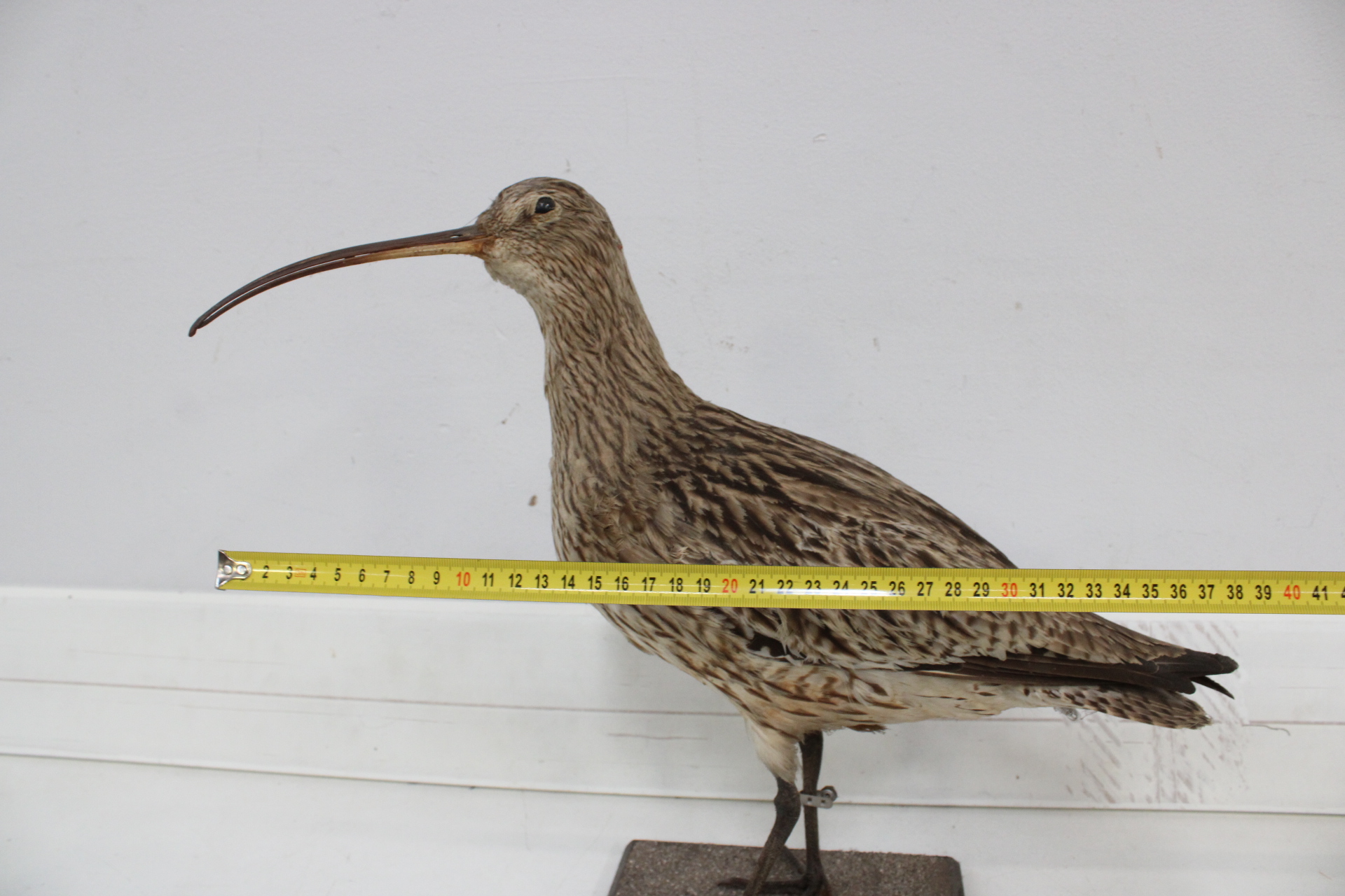 Opgezette vogel met lange snavel – foto 7 – kavel bij GSD Auctions, Zoeterwoude