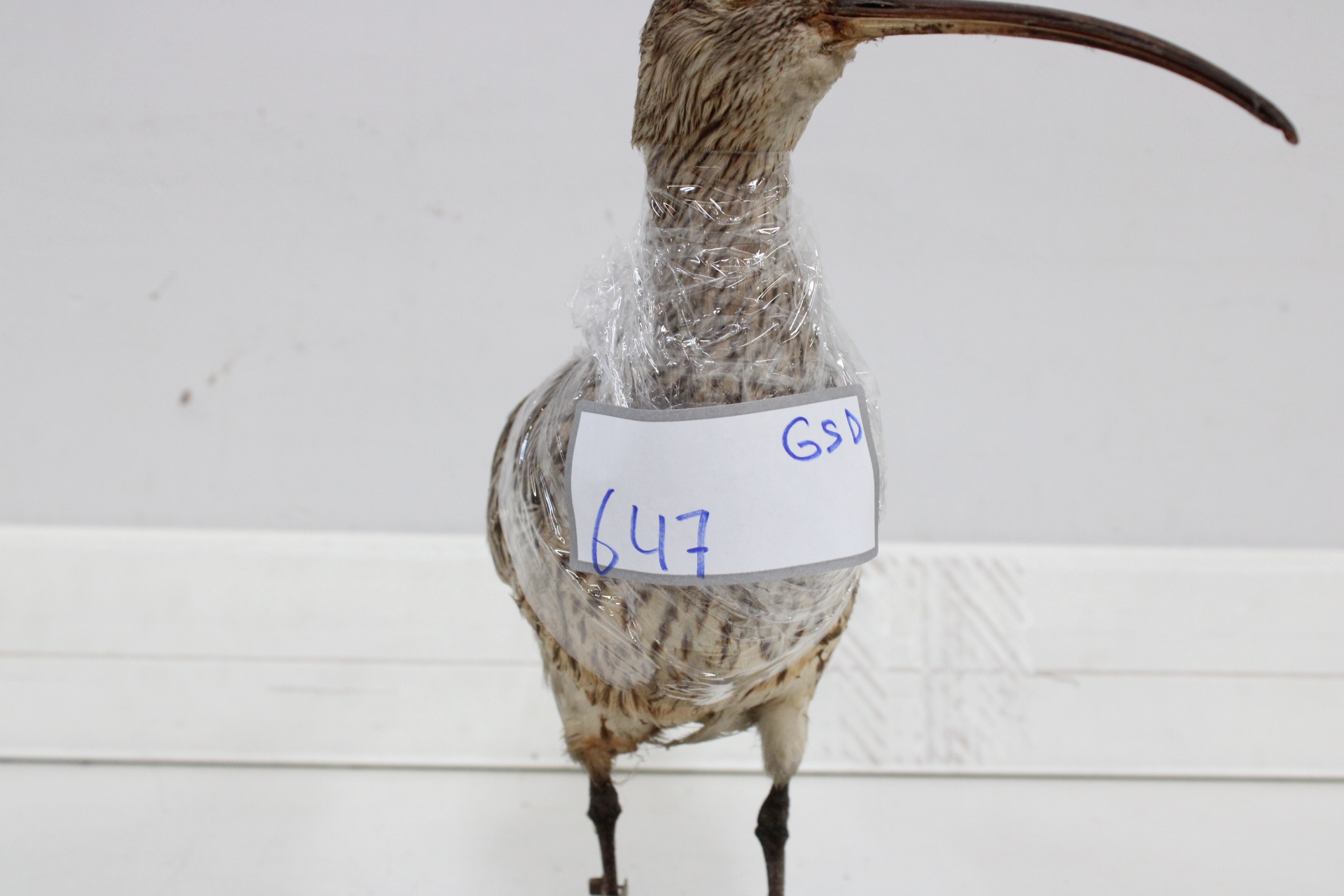 Opgezette vogel met lange snavel – foto 10 – kavel bij GSD Auctions, Zoeterwoude