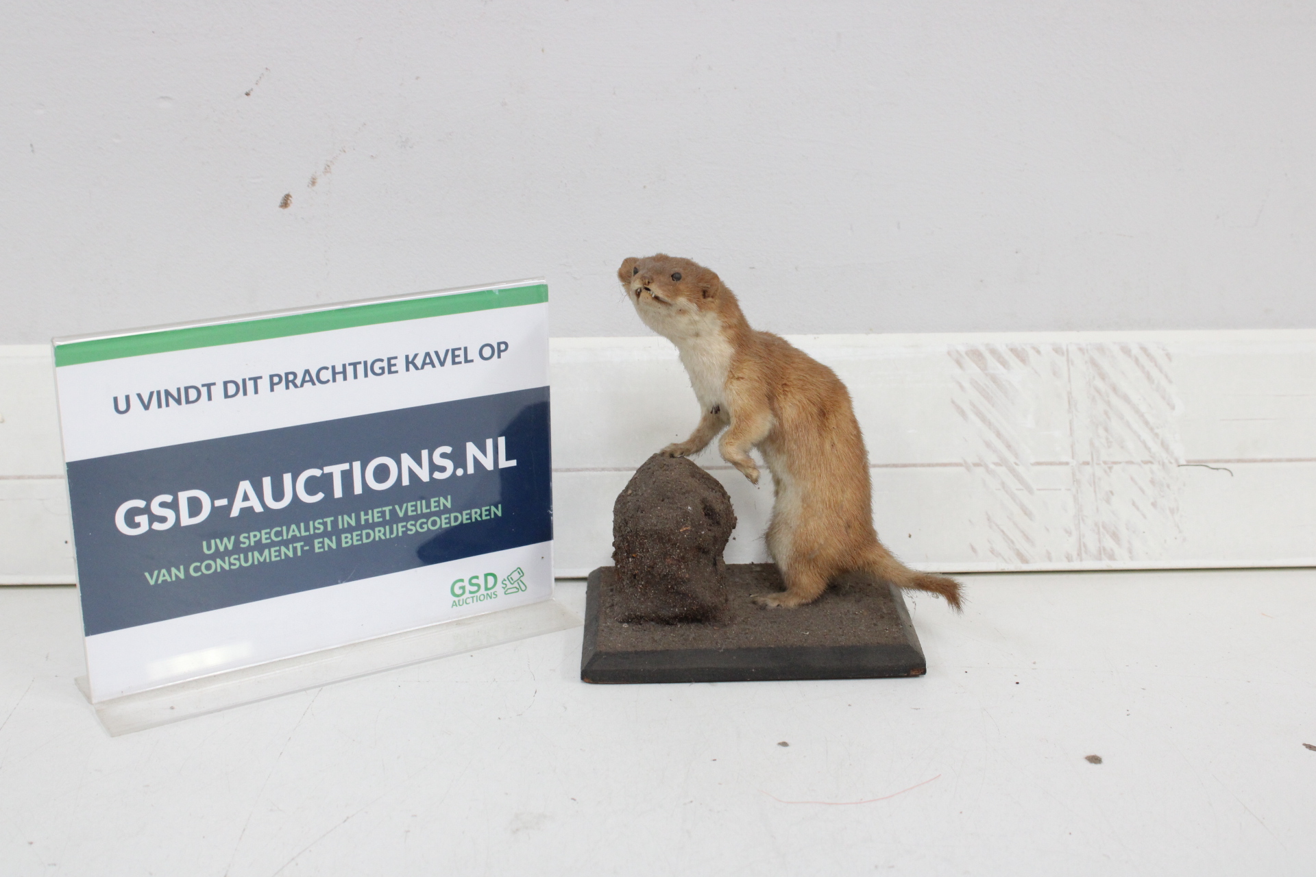 Opgezette wezel op houten standaard – kavel bij GSD Auctions, Zoeterwoude