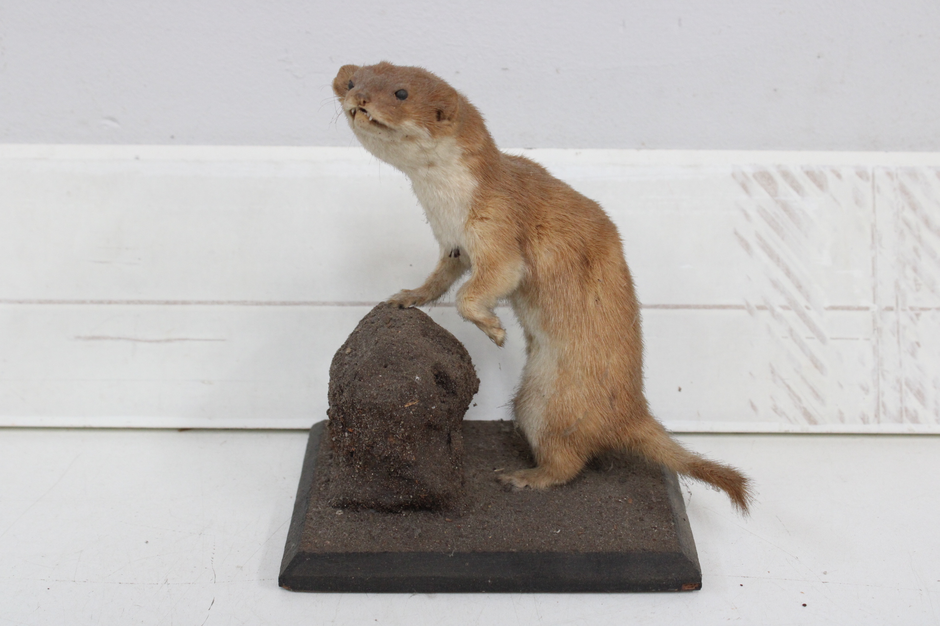 Opgezette wezel op houten standaard – foto 2 – kavel bij GSD Auctions, Zoeterwoude