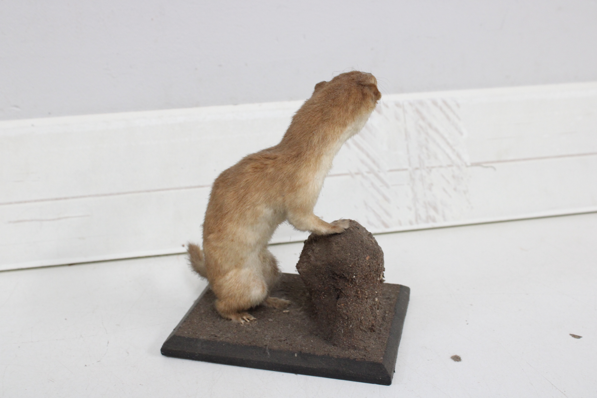 Opgezette wezel op houten standaard – foto 5 – kavel bij GSD Auctions, Zoeterwoude