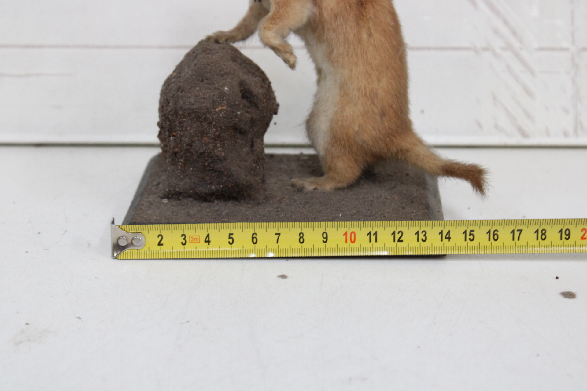 Opgezette wezel op houten standaard – foto 6 – kavel bij GSD Auctions, Zoeterwoude