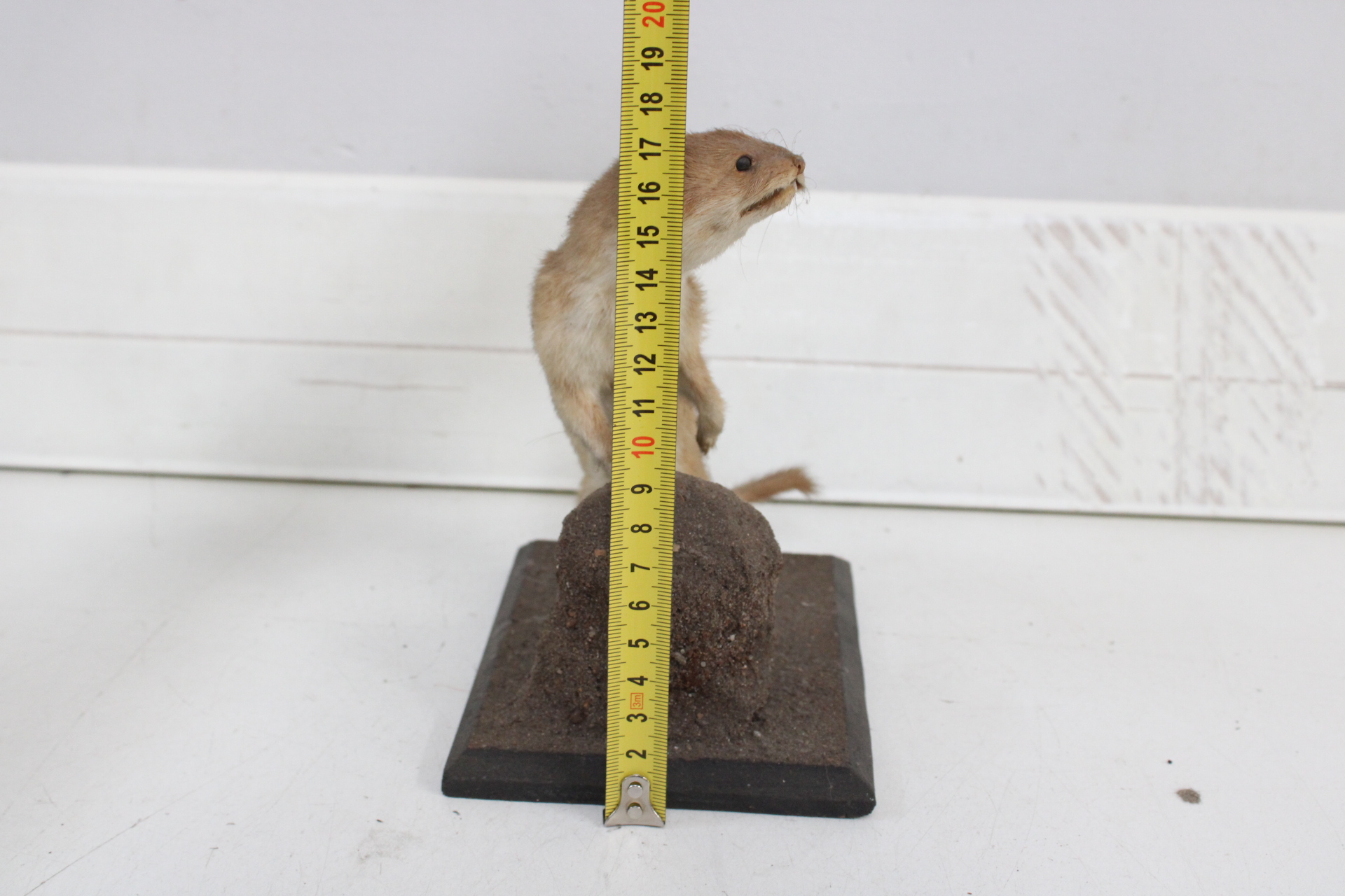 Opgezette wezel op houten standaard – foto 8 – kavel bij GSD Auctions, Zoeterwoude