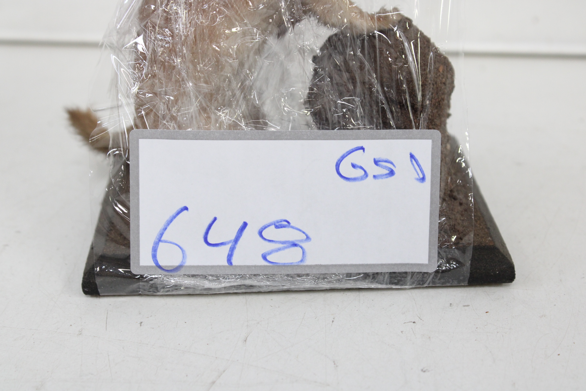 Opgezette wezel op houten standaard – foto 9 – kavel bij GSD Auctions, Zoeterwoude