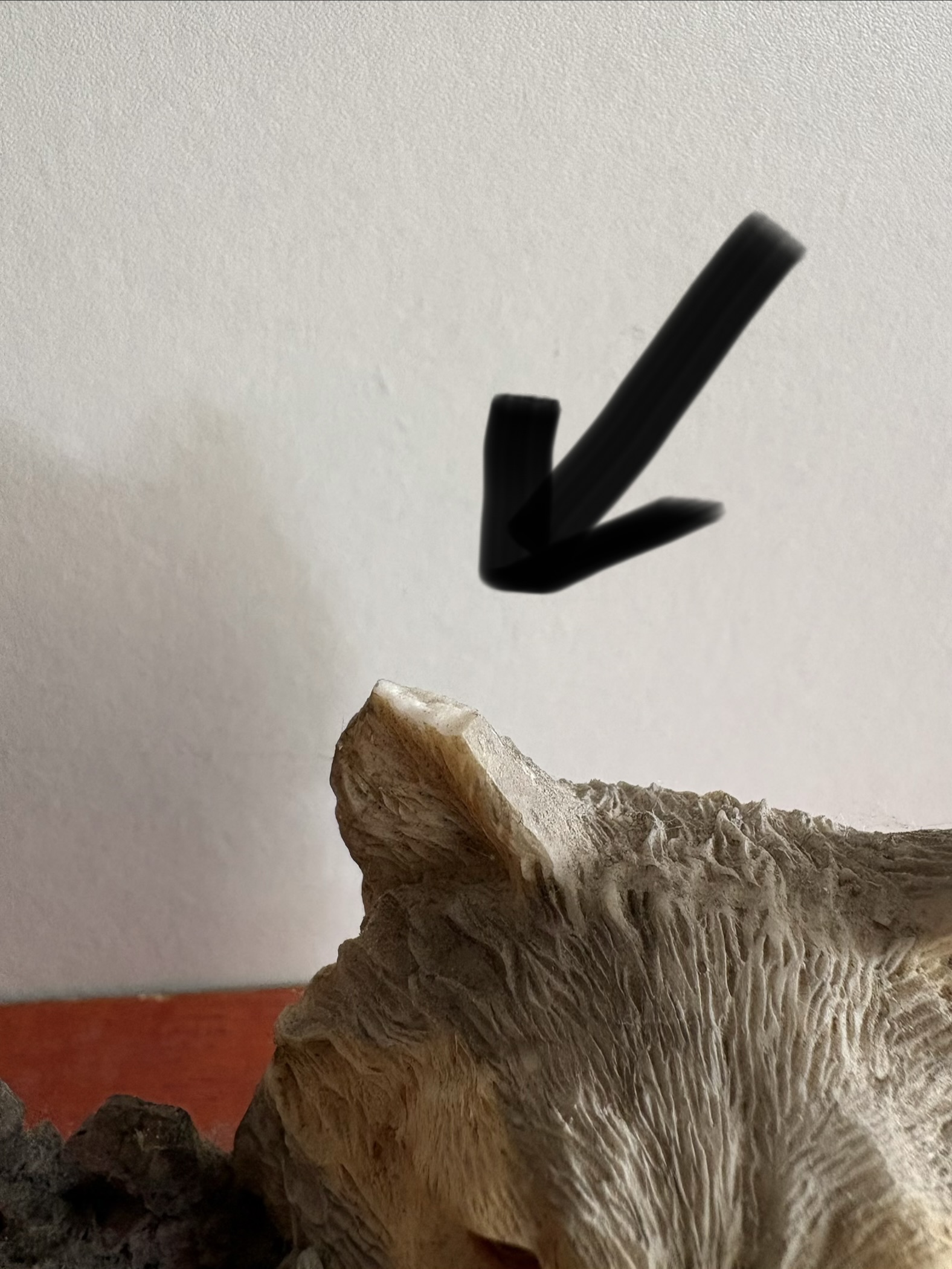 Indianen beelden – foto 4 – kavel bij GSD Auctions, Zoeterwoude