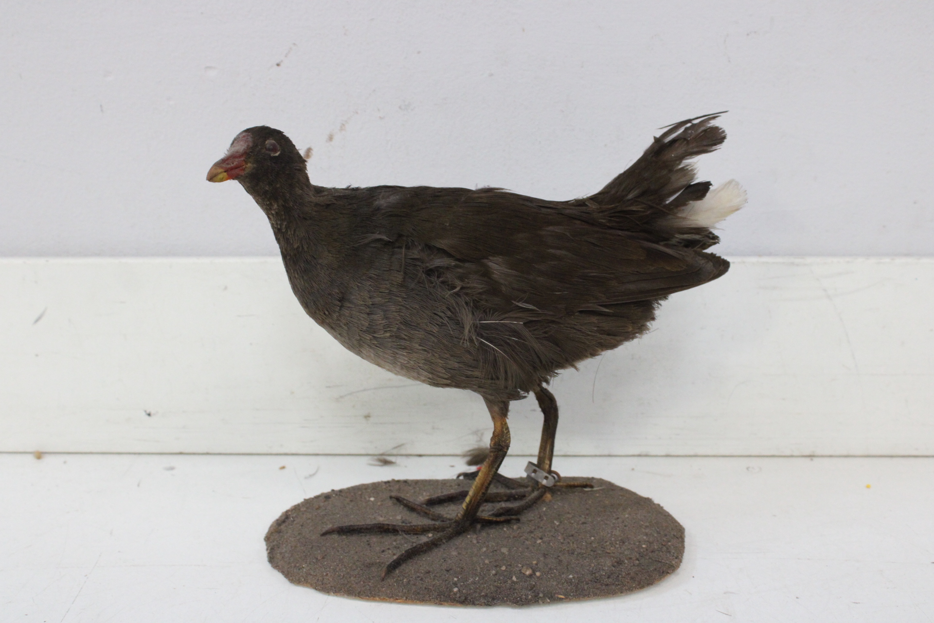 Opgezette waterhoen – foto 2 – kavel bij GSD Auctions, Zoeterwoude