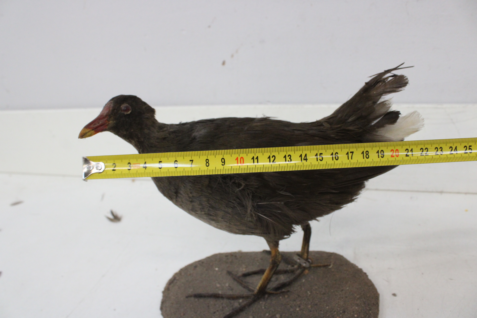 Opgezette waterhoen – foto 10 – kavel bij GSD Auctions, Zoeterwoude