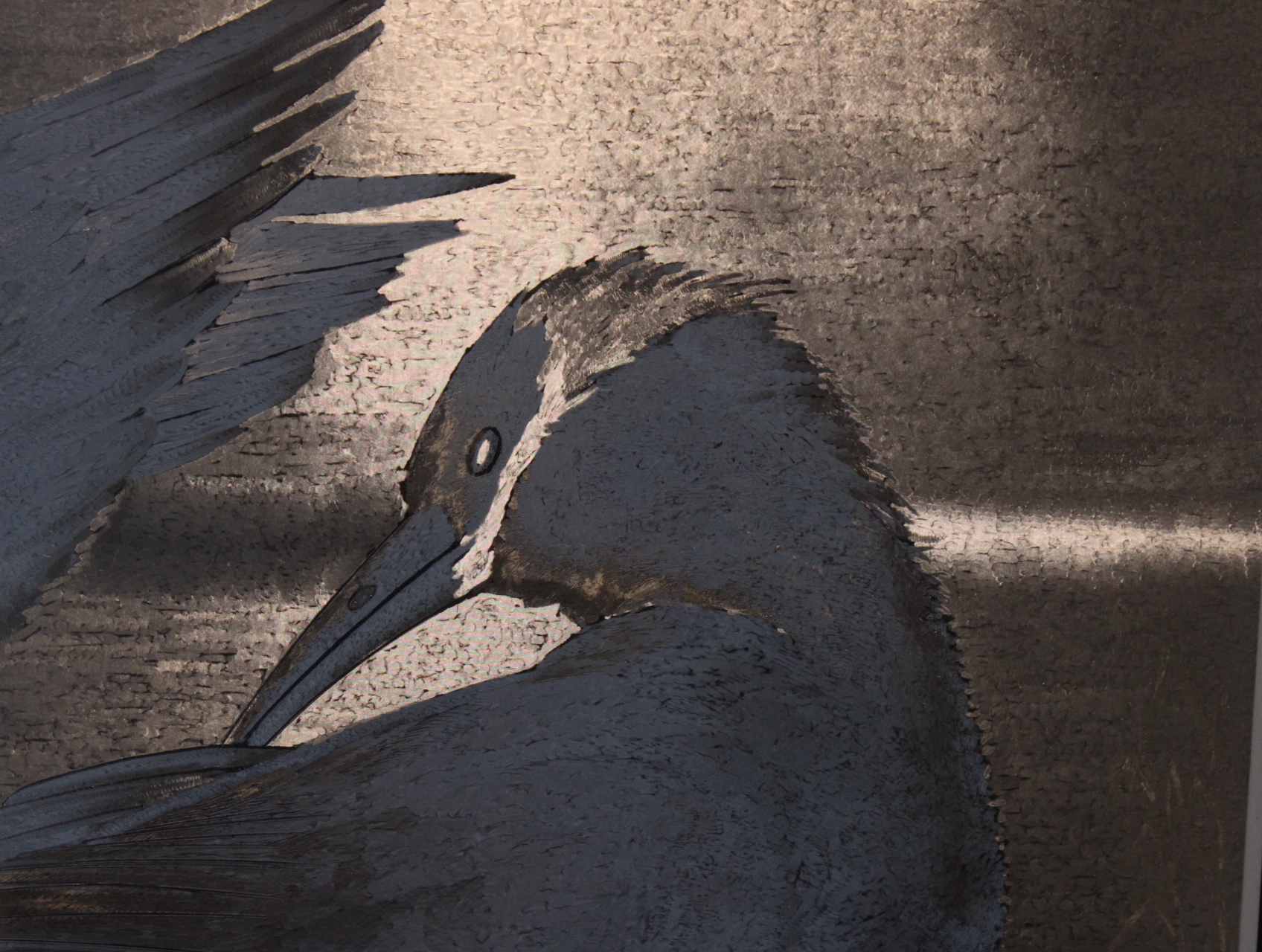 Ingelijste print van vogels' – foto 9 – kavel bij GSD Auctions, Zoeterwoude