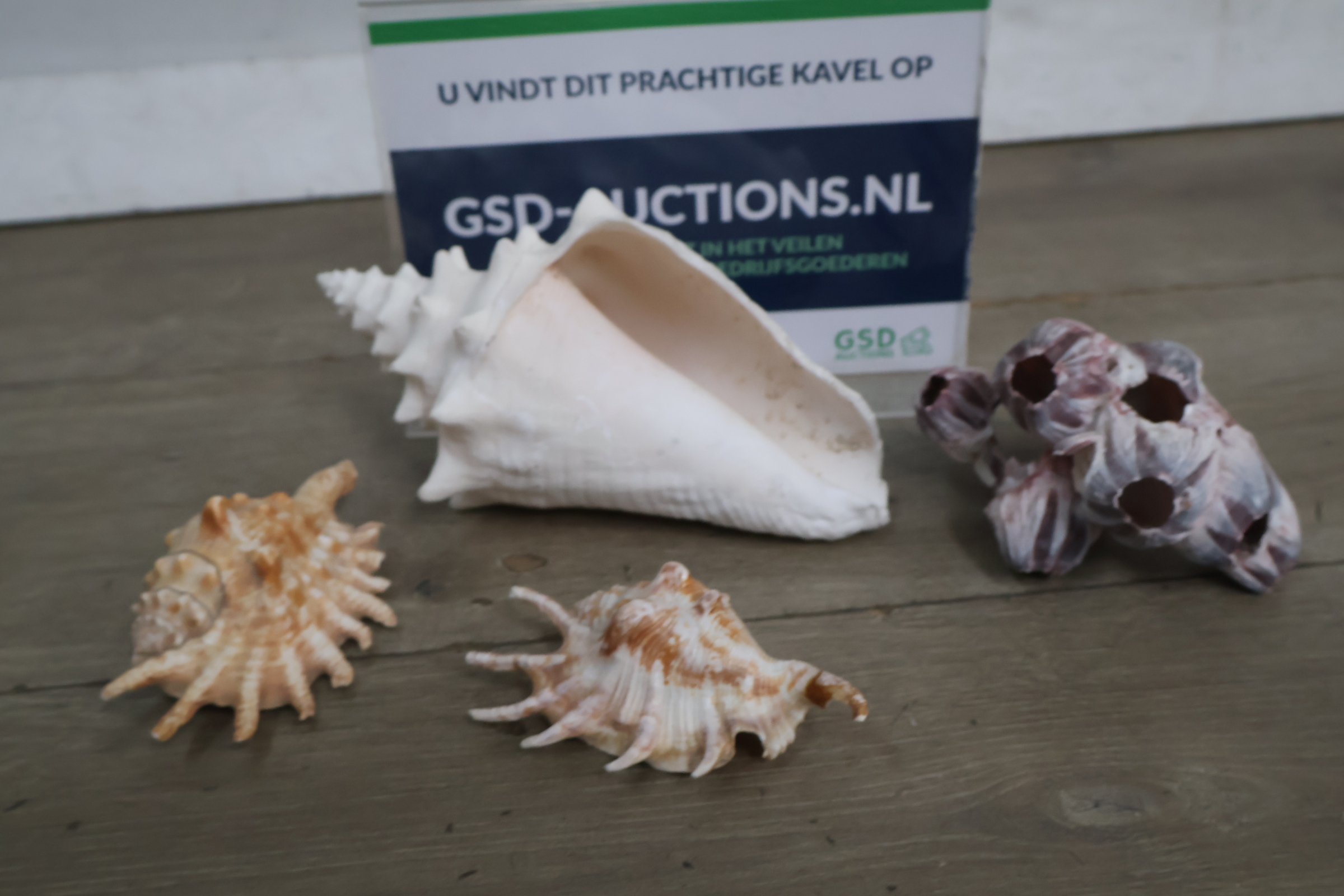 Set van diverse schelpen – foto 2 – kavel bij GSD Auctions, Zoeterwoude