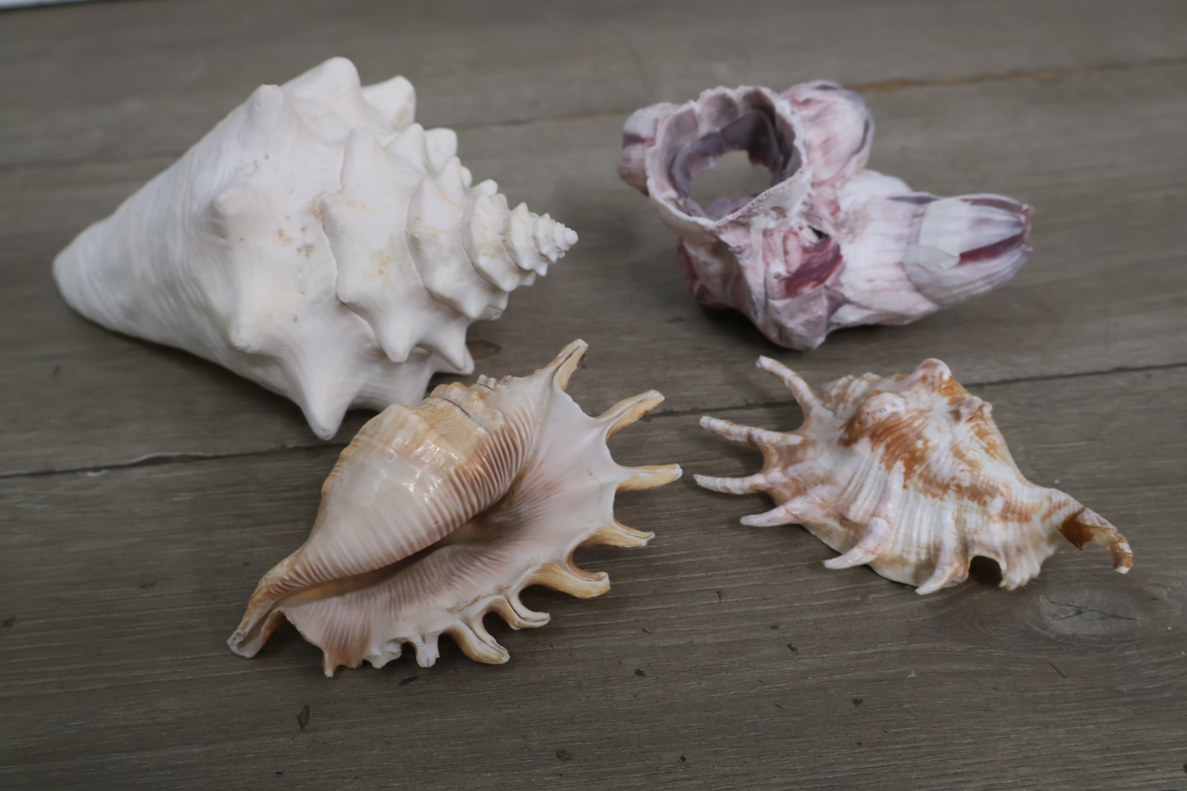 Set van diverse schelpen – foto 3 – kavel bij GSD Auctions, Zoeterwoude
