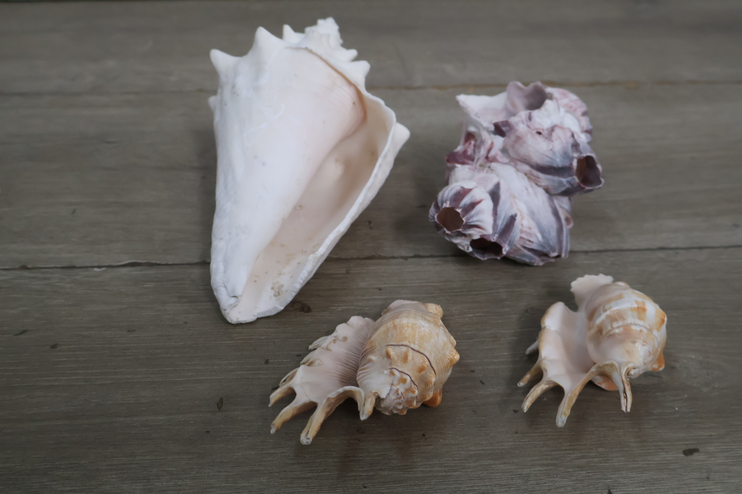 Set van diverse schelpen – foto 5 – kavel bij GSD Auctions, Zoeterwoude