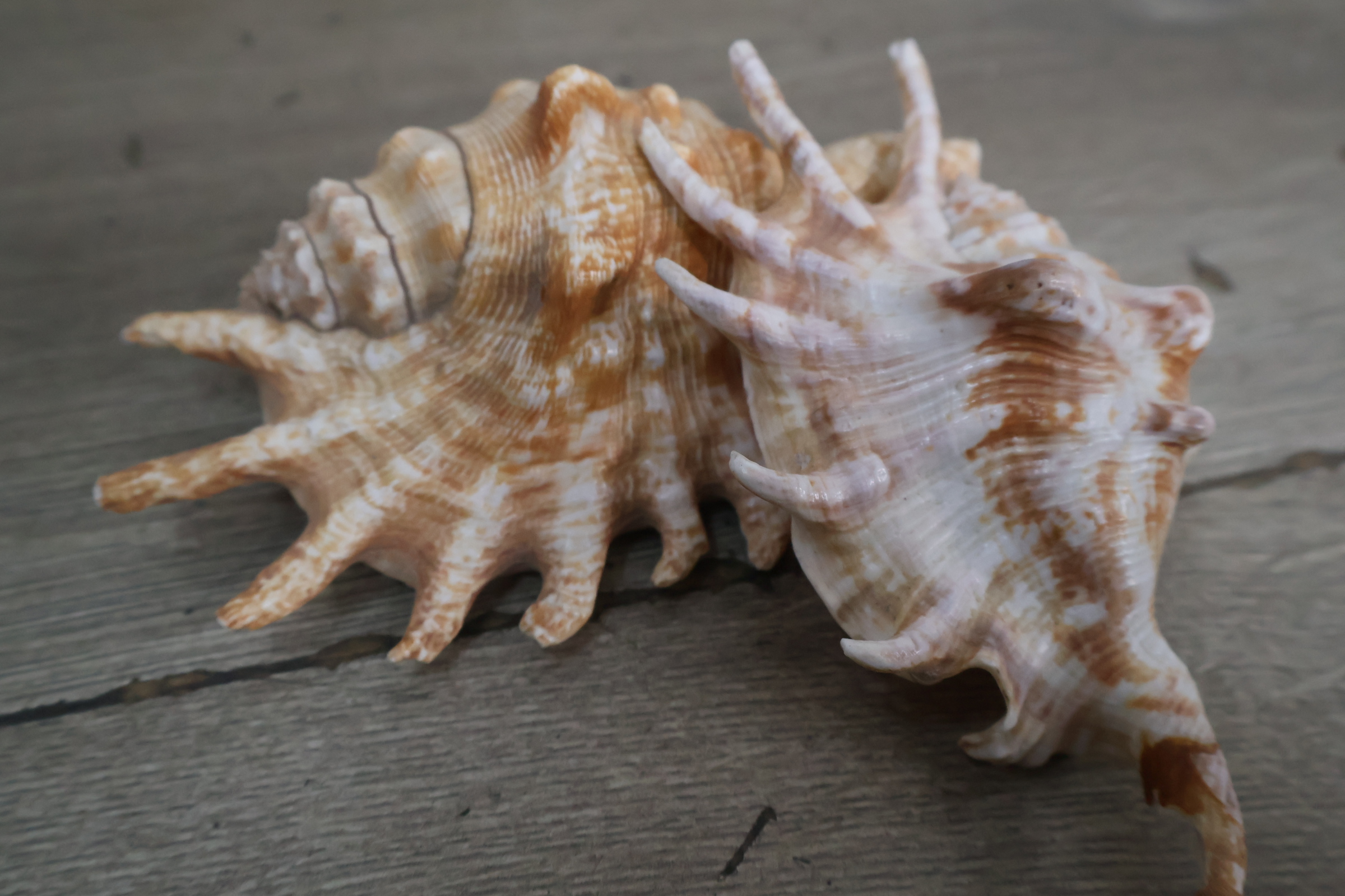 Set van diverse schelpen – foto 6 – kavel bij GSD Auctions, Zoeterwoude