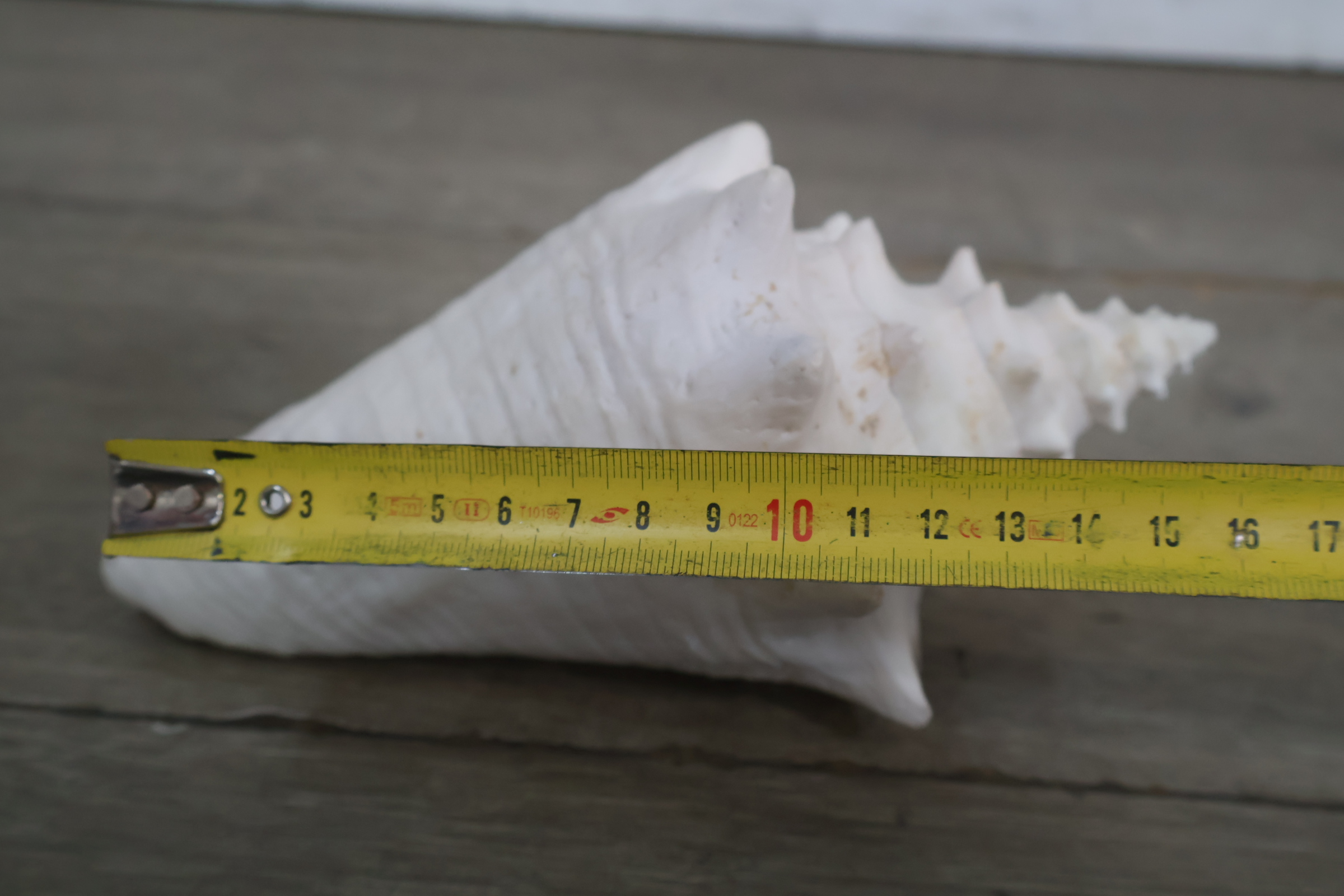 Set van diverse schelpen – foto 10 – kavel bij GSD Auctions, Zoeterwoude