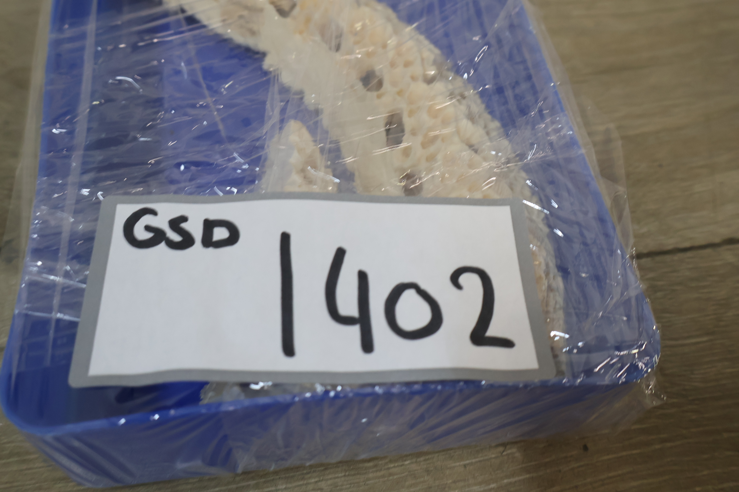 Gesneden been decoratie – foto 15 – kavel bij GSD Auctions, Zoeterwoude