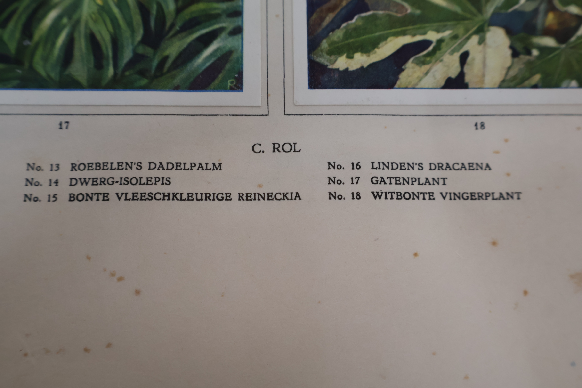 Boek 'Kamerplanten' door A.J. van Laren – foto 12 – kavel bij GSD Auctions, Zoeterwoude