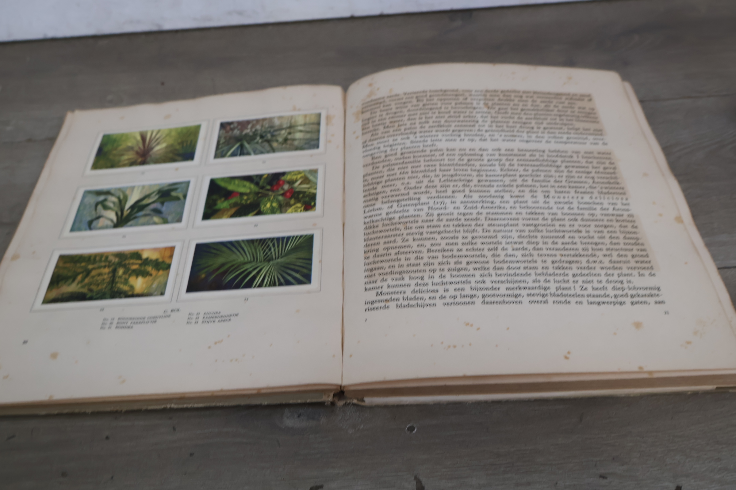 Boek 'Kamerplanten' door A.J. van Laren – foto 13 – kavel bij GSD Auctions, Zoeterwoude