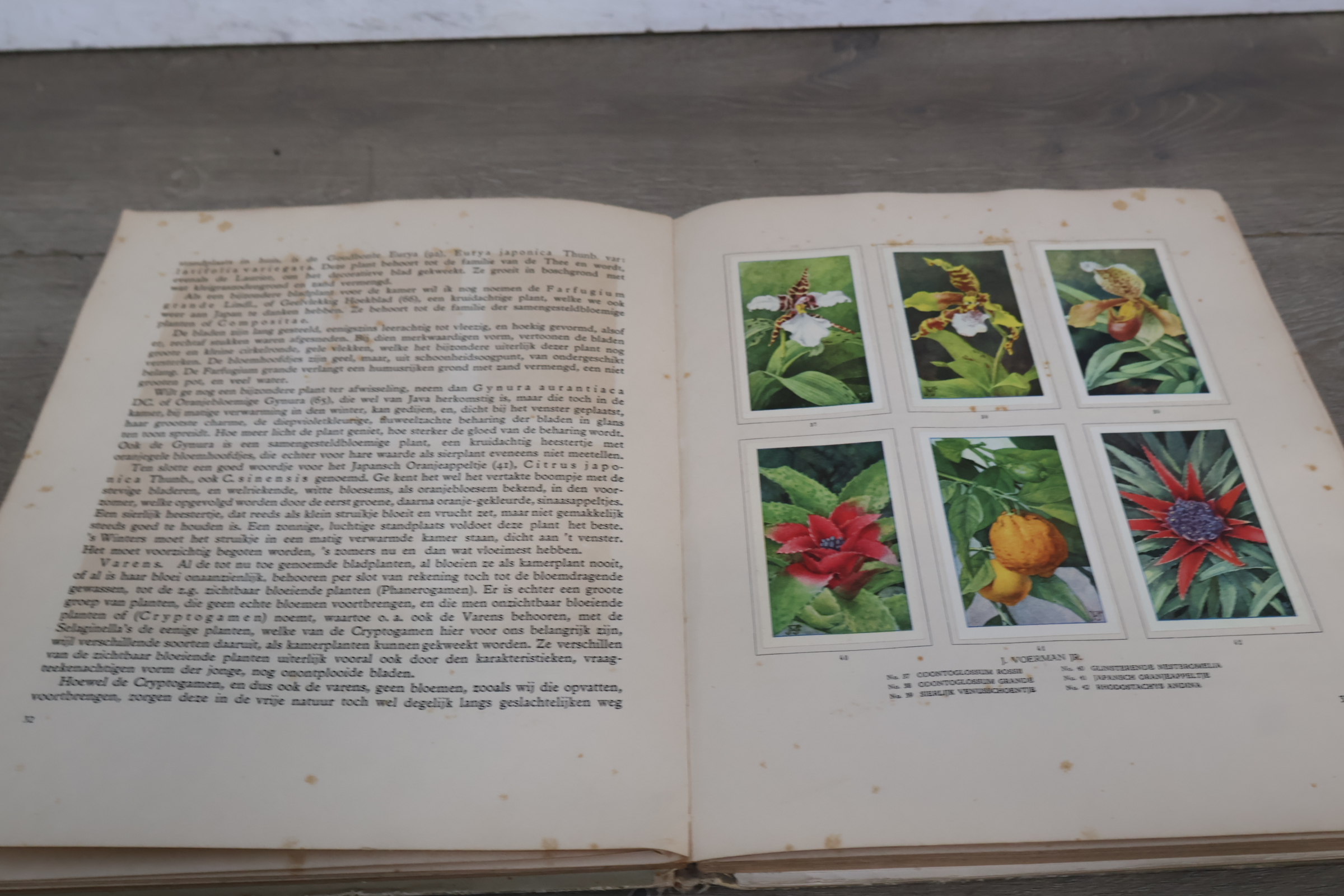 Boek 'Kamerplanten' door A.J. van Laren – foto 16 – kavel bij GSD Auctions, Zoeterwoude