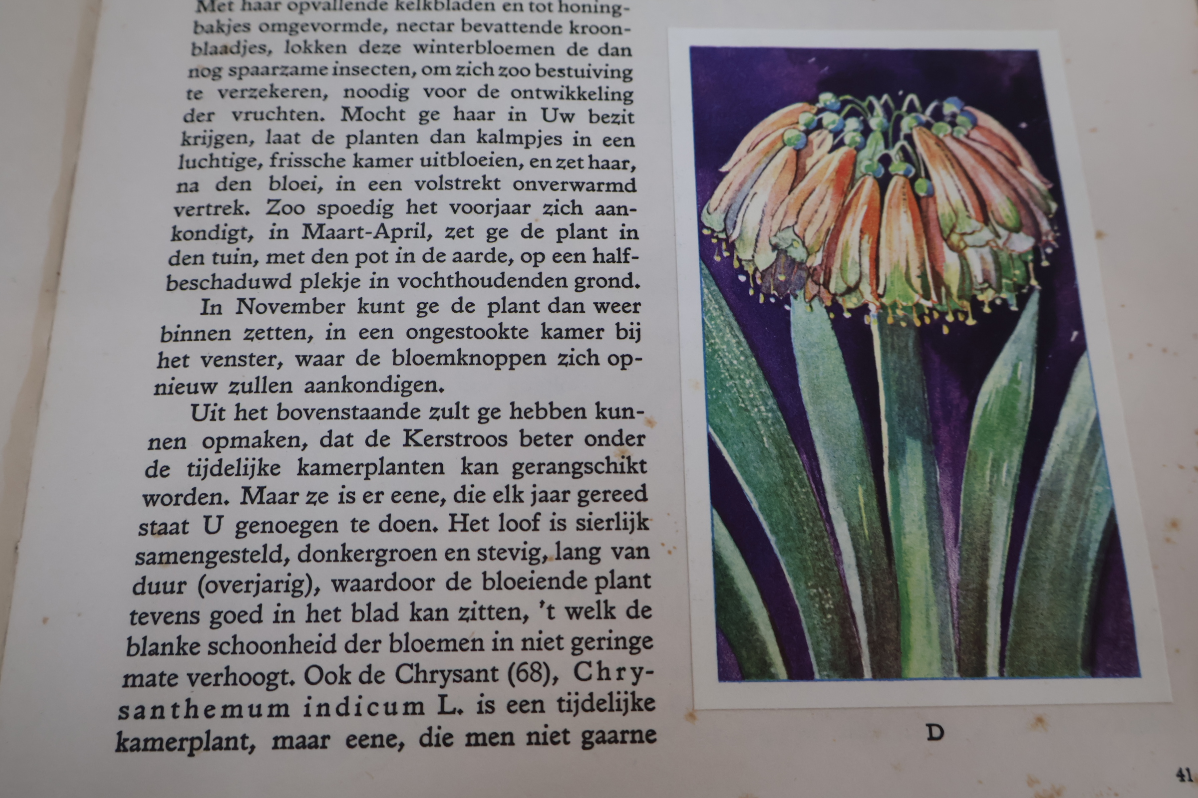 Boek 'Kamerplanten' door A.J. van Laren – foto 17 – kavel bij GSD Auctions, Zoeterwoude