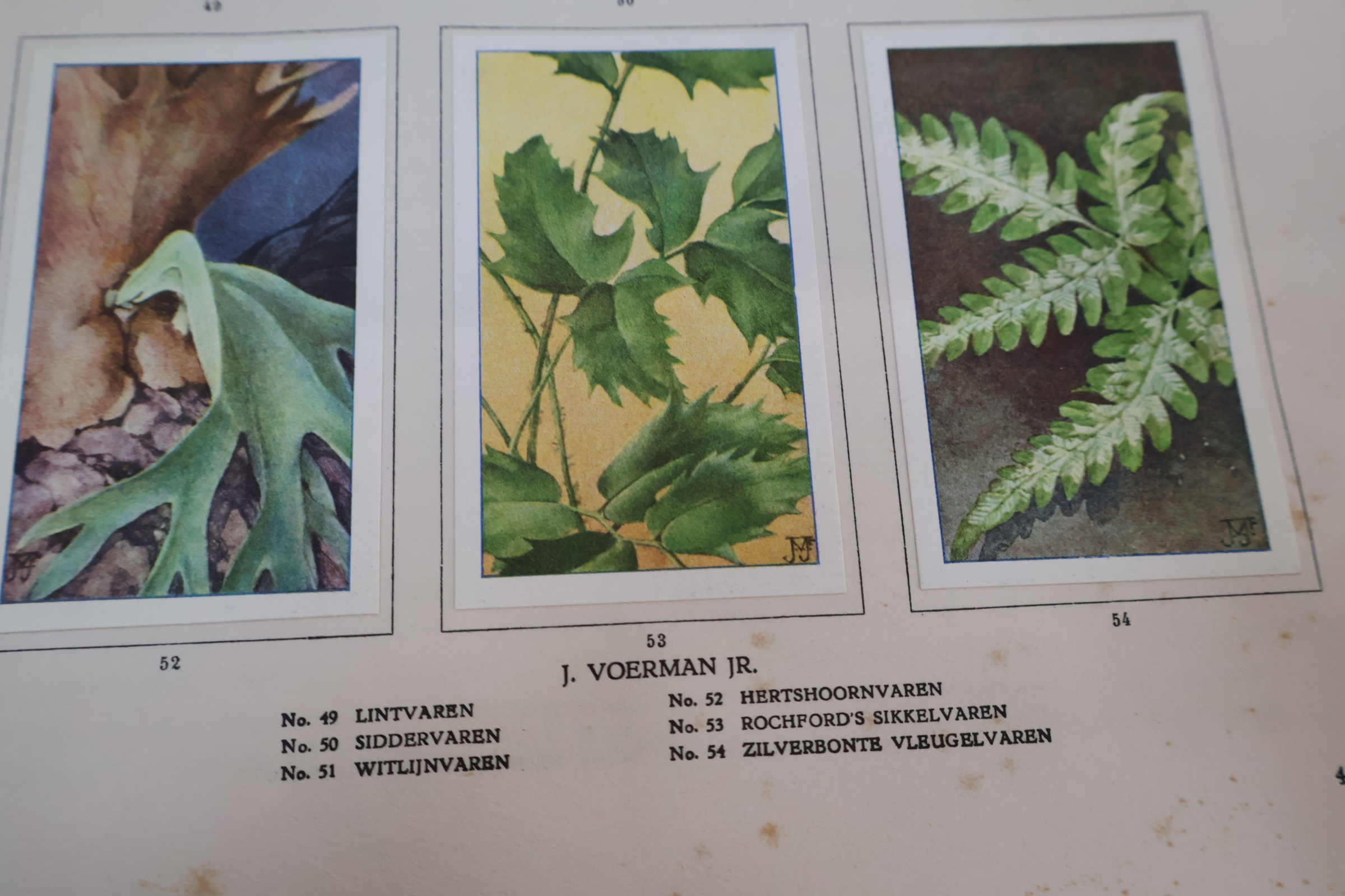 Boek 'Kamerplanten' door A.J. van Laren – foto 18 – kavel bij GSD Auctions, Zoeterwoude