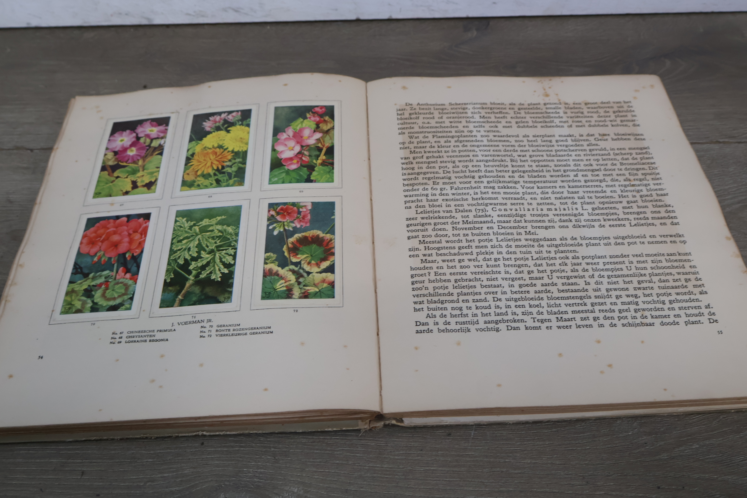Boek 'Kamerplanten' door A.J. van Laren – foto 19 – kavel bij GSD Auctions, Zoeterwoude